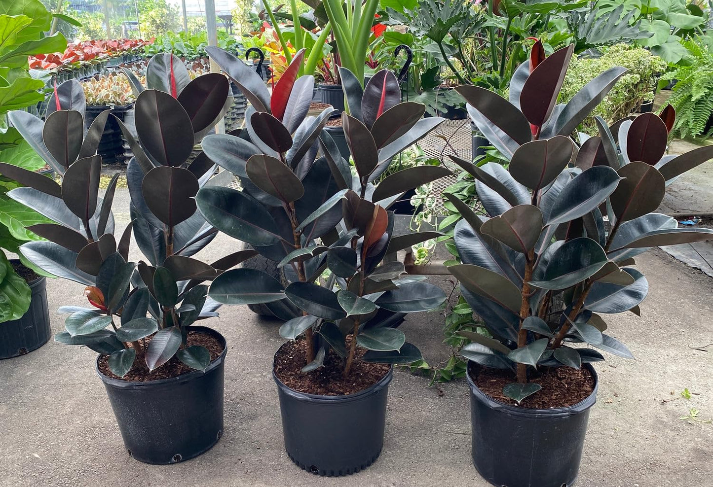 Eureka Farms Ficus Burgundy Bush – Live Rubber Tree Plant, Low Maintenance Indoor Tropical Houseplant with Rich Red & Green Foliage, Perfect for Home & Office Decor