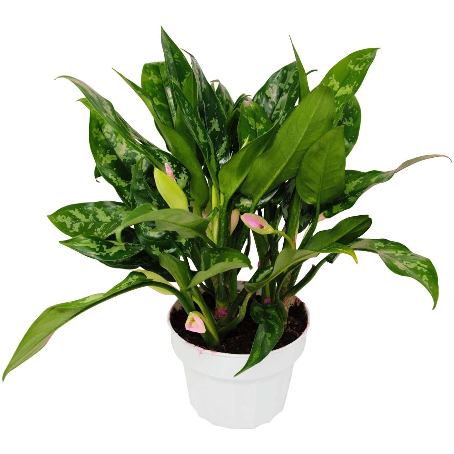 2 Pack Chinese Evergreen 'Maria' in 6in Pot - Live Tropical Houseplant - Easy to Grow | Air Purifying | Variegated | USA Growers | The Snobby Leaf