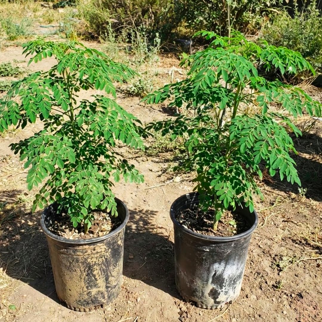 Live Moringa Oleifera Tree Plant, 2-3 Feet Tall, Established Malunggay Plant in 1 Gallon Pot, Fast-Growing Drumstick Tree