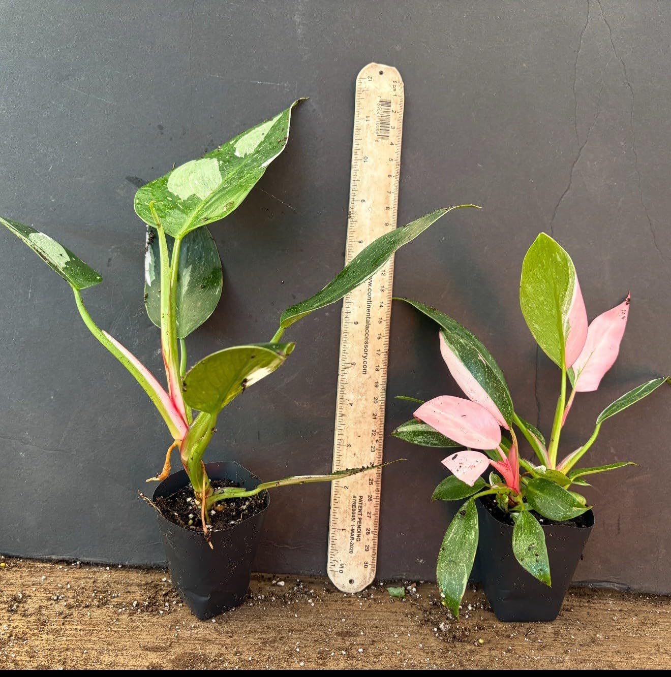 Live Plant - White Princess Pink Tricolor Half Moon Philodendron-Small Rooted Starter Plant