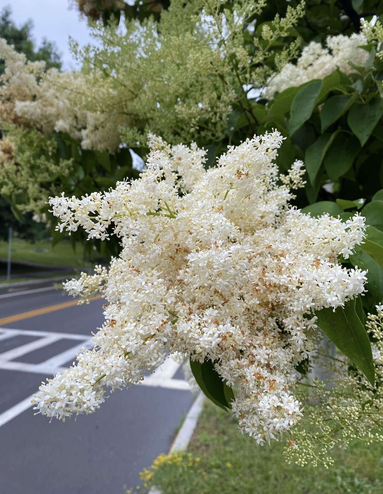 Ivory Silk Japanese Tree Lilac Live Plant – Syringa reticulata ‘Ivory Silk’ – Fragrant Creamy White Flowers – Hardy Ornamental Flowering Tree – Starter Plant