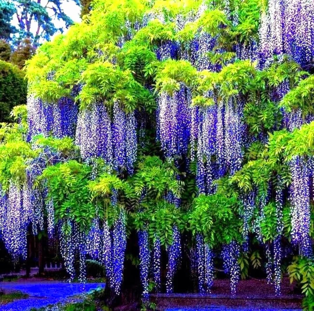 25 Wisteria Seeds Purple Flowers Blue Moon Wisteria Chinese Blue Wisteria sinensis Tree Fast Climber Flower Vine Hardy Plant