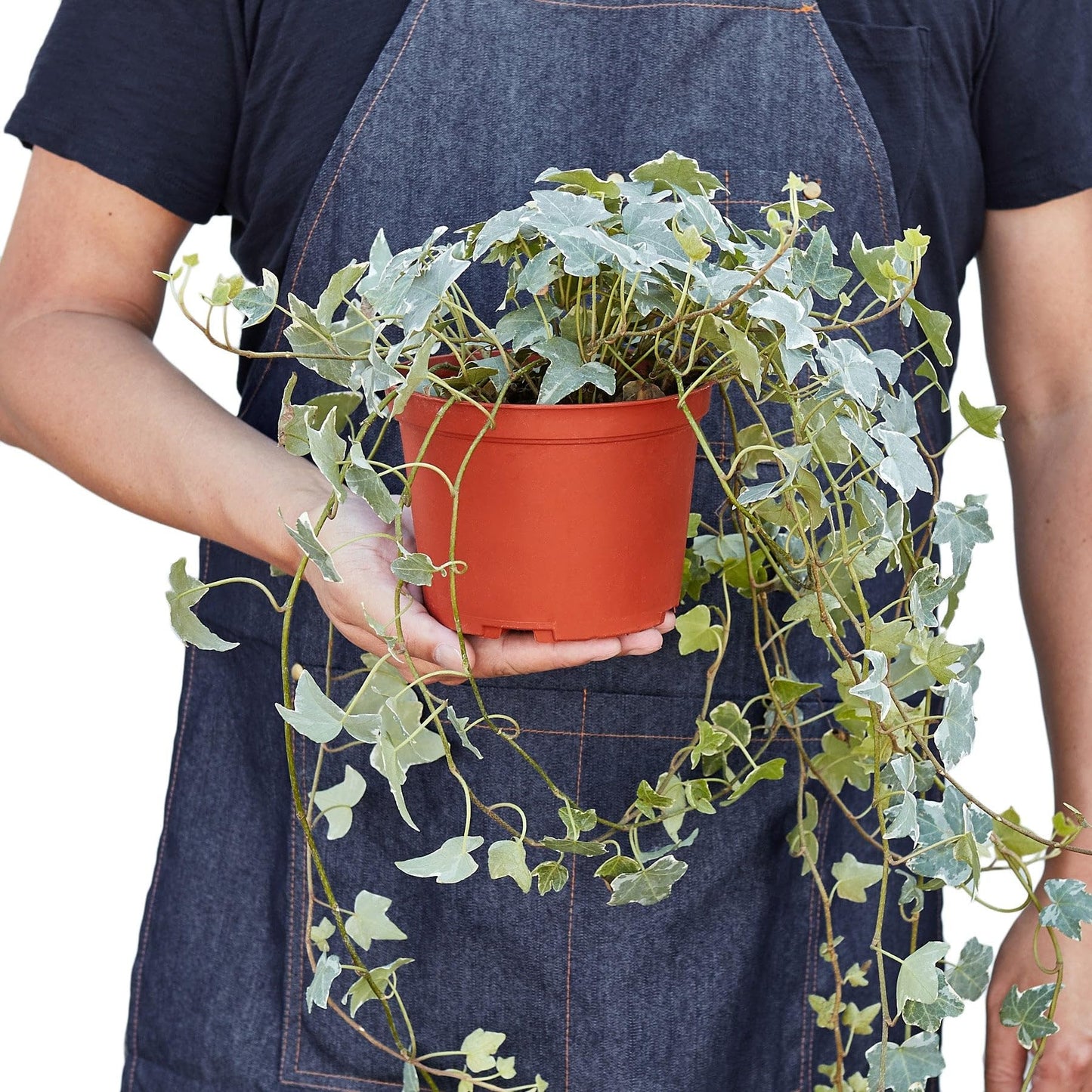 English Ivy Glacier | Live Plant for Indoor & Outdoor | for Living Room, Office, Bathroom | (3" Pot)