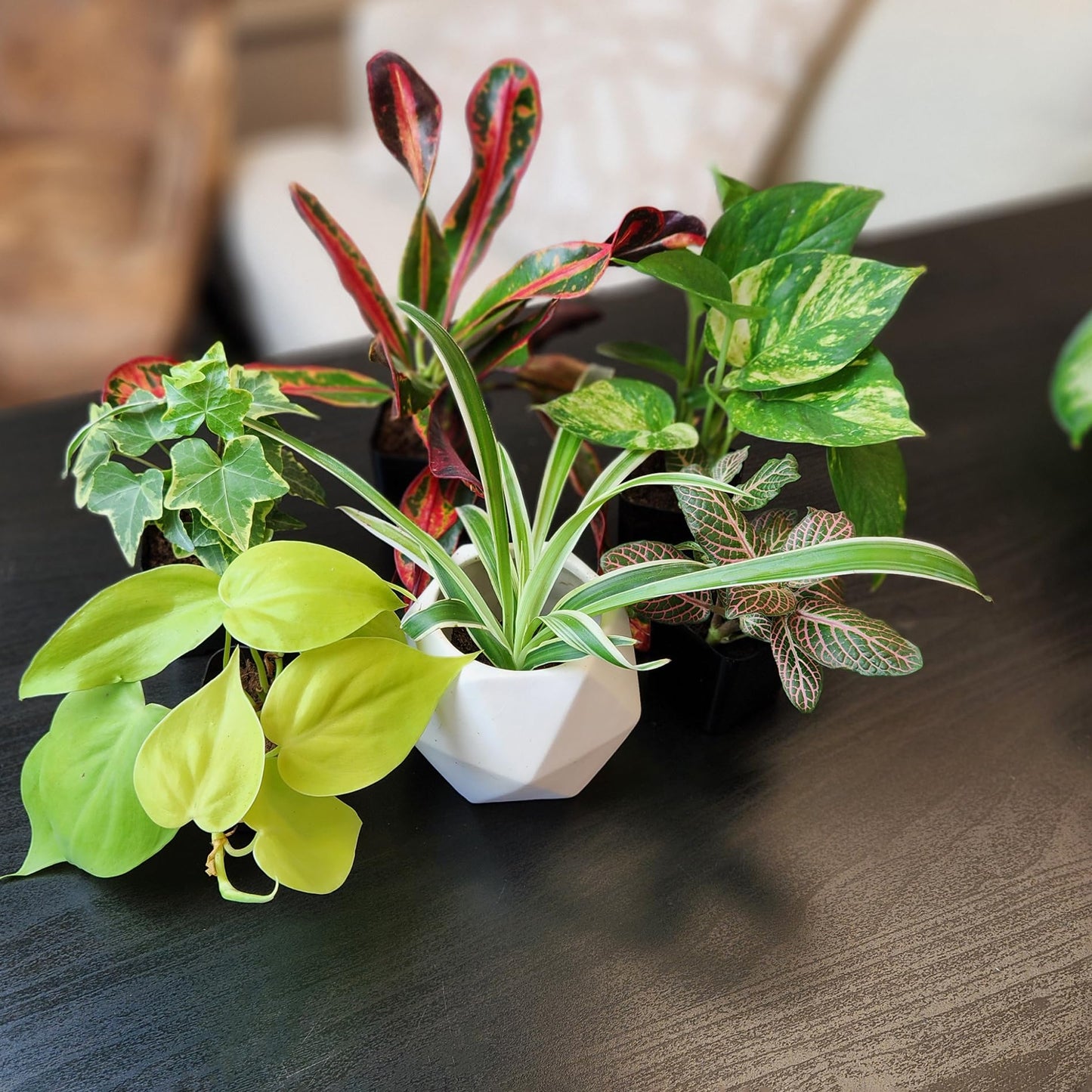 Altman Plants Live Houseplants (6PK), Indoor Plants for Delivery Prime, Live Plants and Gardening Gifts for Plant Lovers, Planters for Indoor Plants with Potting Soil, Live House Plants Indoors Live
