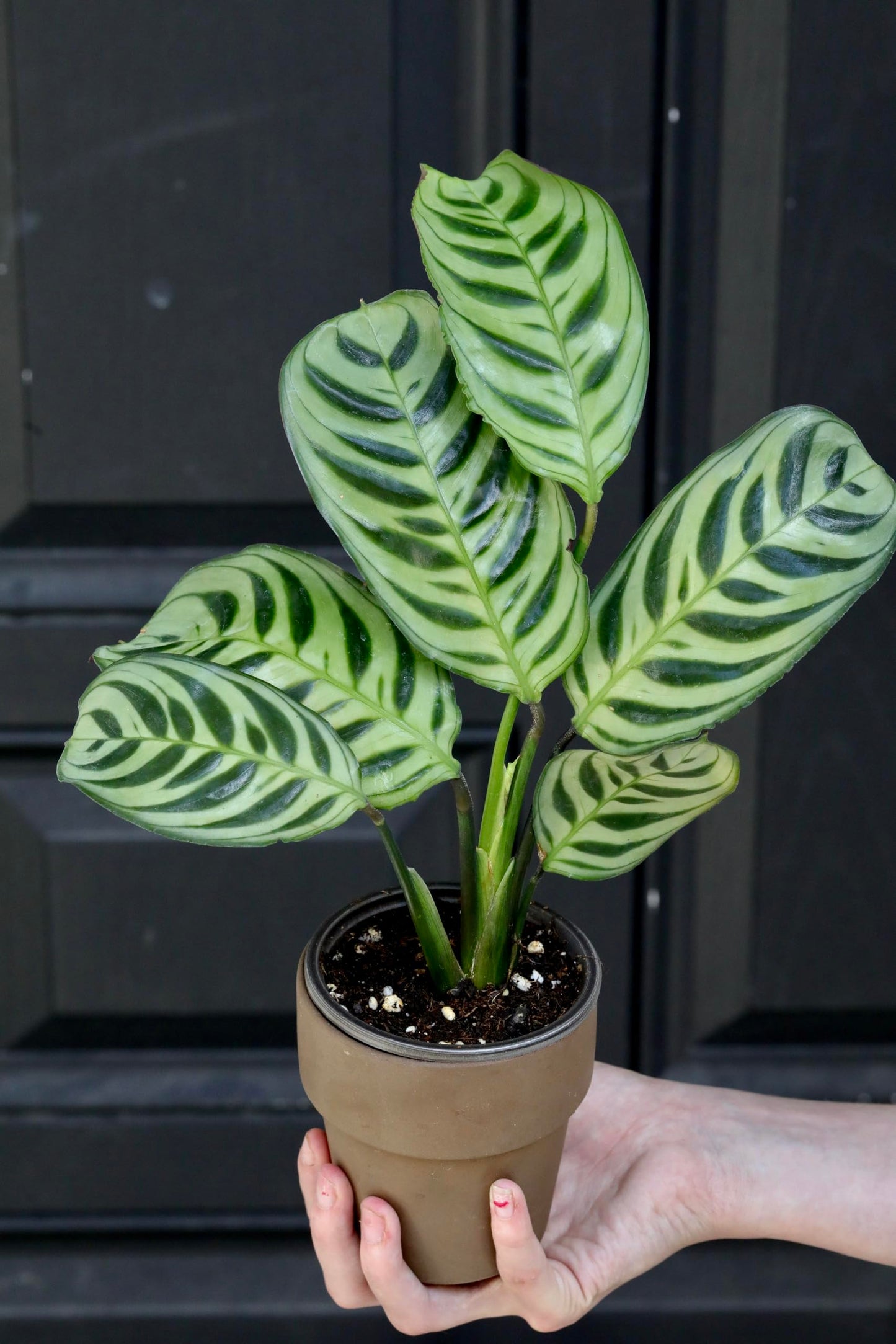PLANTVERS Live Calathea Burle Marx in 3inch Nursery Pot - Indoor Houseplants - Low Light Office Plant - Air Purifier Plant