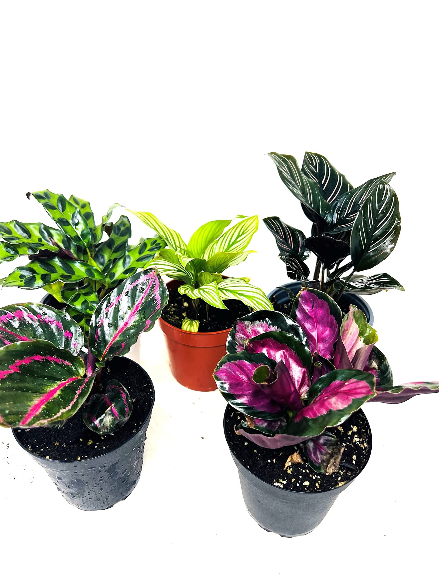 JM BAMBOO Calathea Party of 2 Live Plants 'Unique by JMBamboo'