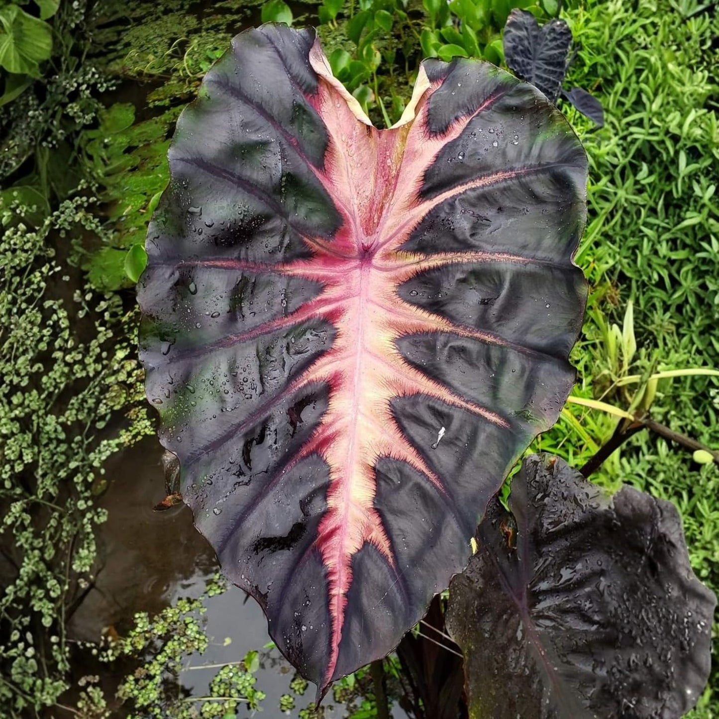 Elephant Ear Plants, Rare Colocasia Plant Live, Perennial Esculenta Taro Alocasia 4-8 Inch Tall, Indoor Outdoor Garden (Variegated Black)