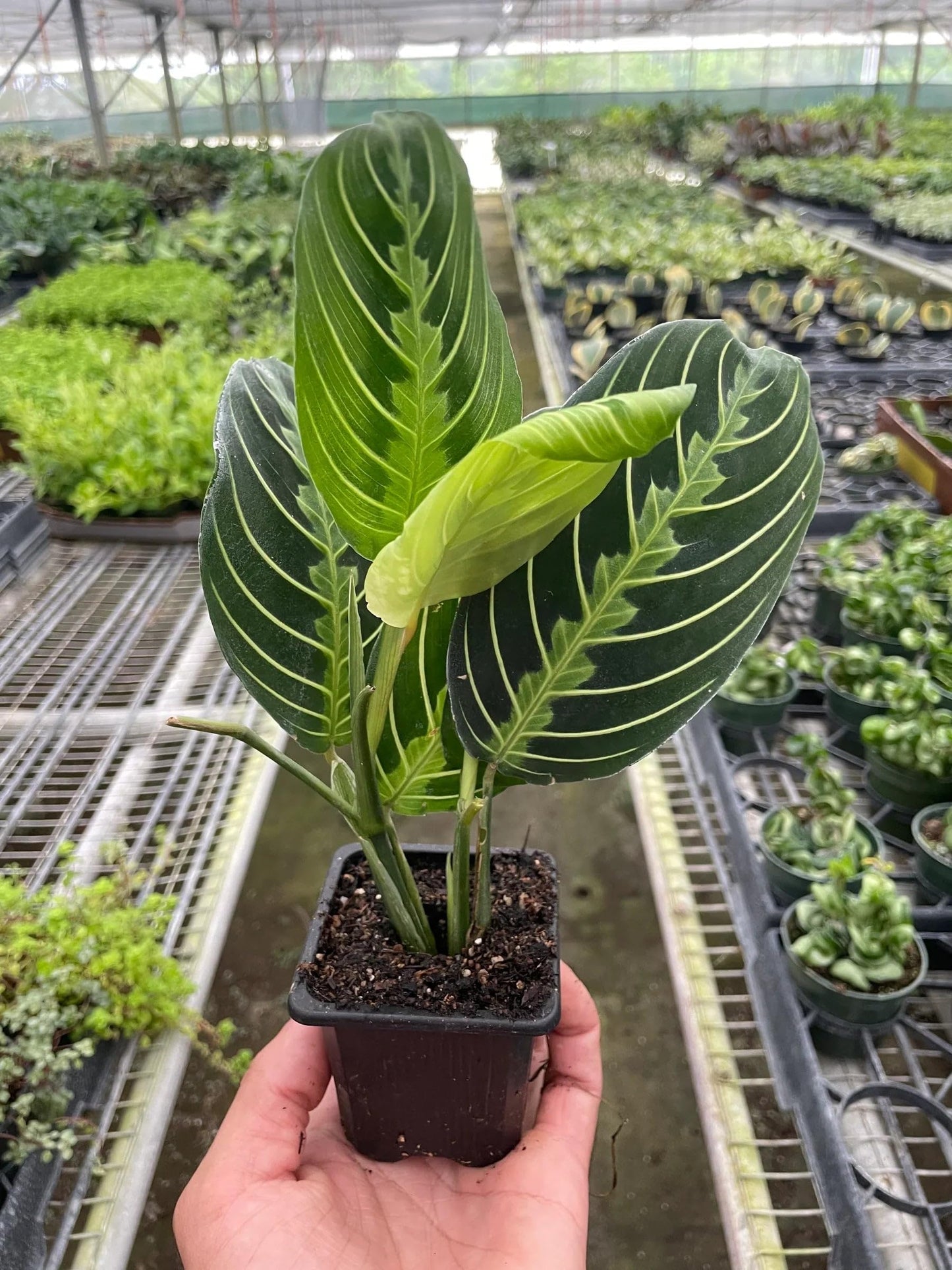 Maranta 'Lemon Lime' | Live Plant for Indoor & Outdoor | for Living Room, Office, Bathroom | (4" Pot)