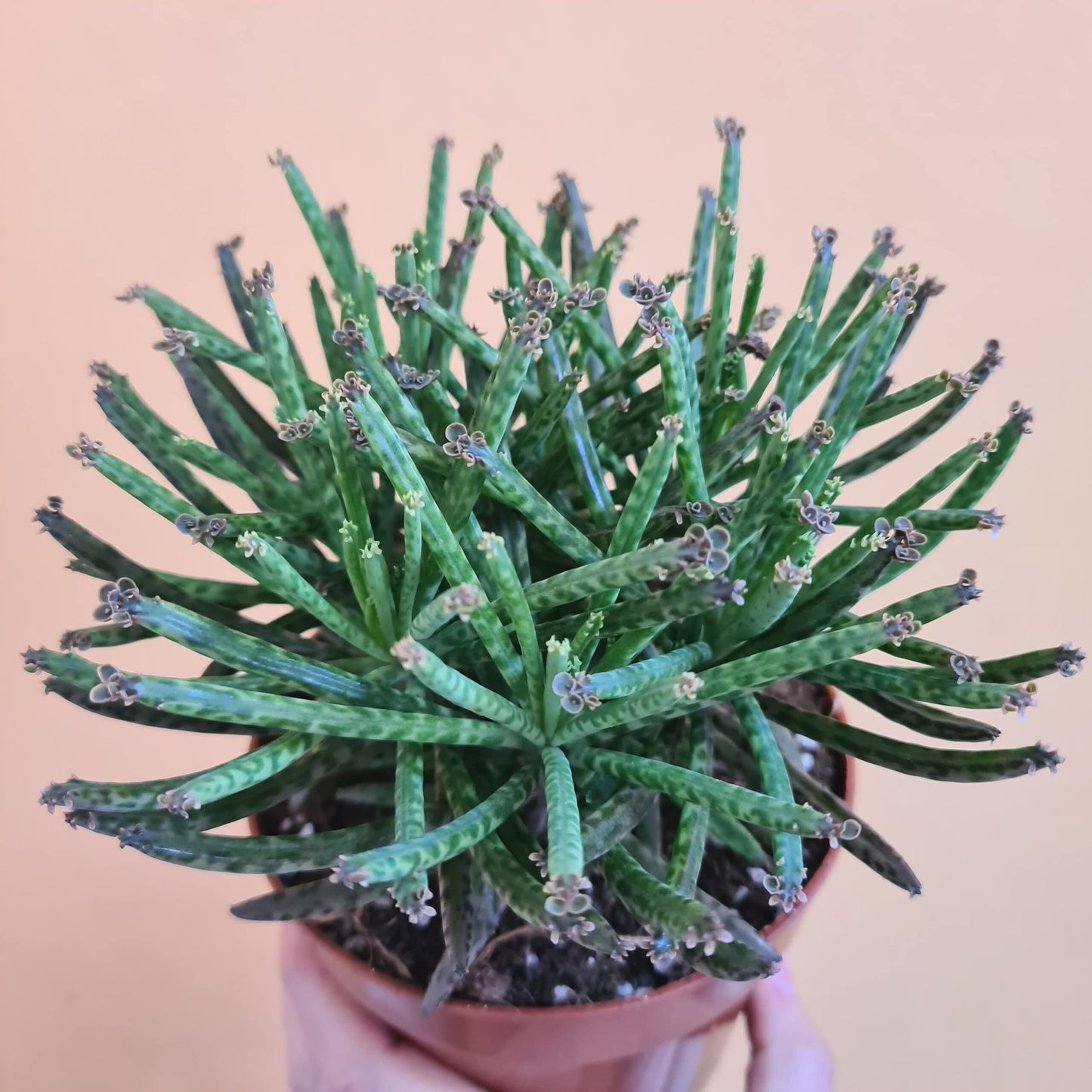 Kalanchoe Mother of Millions - Live Plant in a 2 Inch Pot - Kalanchoe Tubiflora - Beautiful Indoor Outdoor Cacti Succulent Houseplant