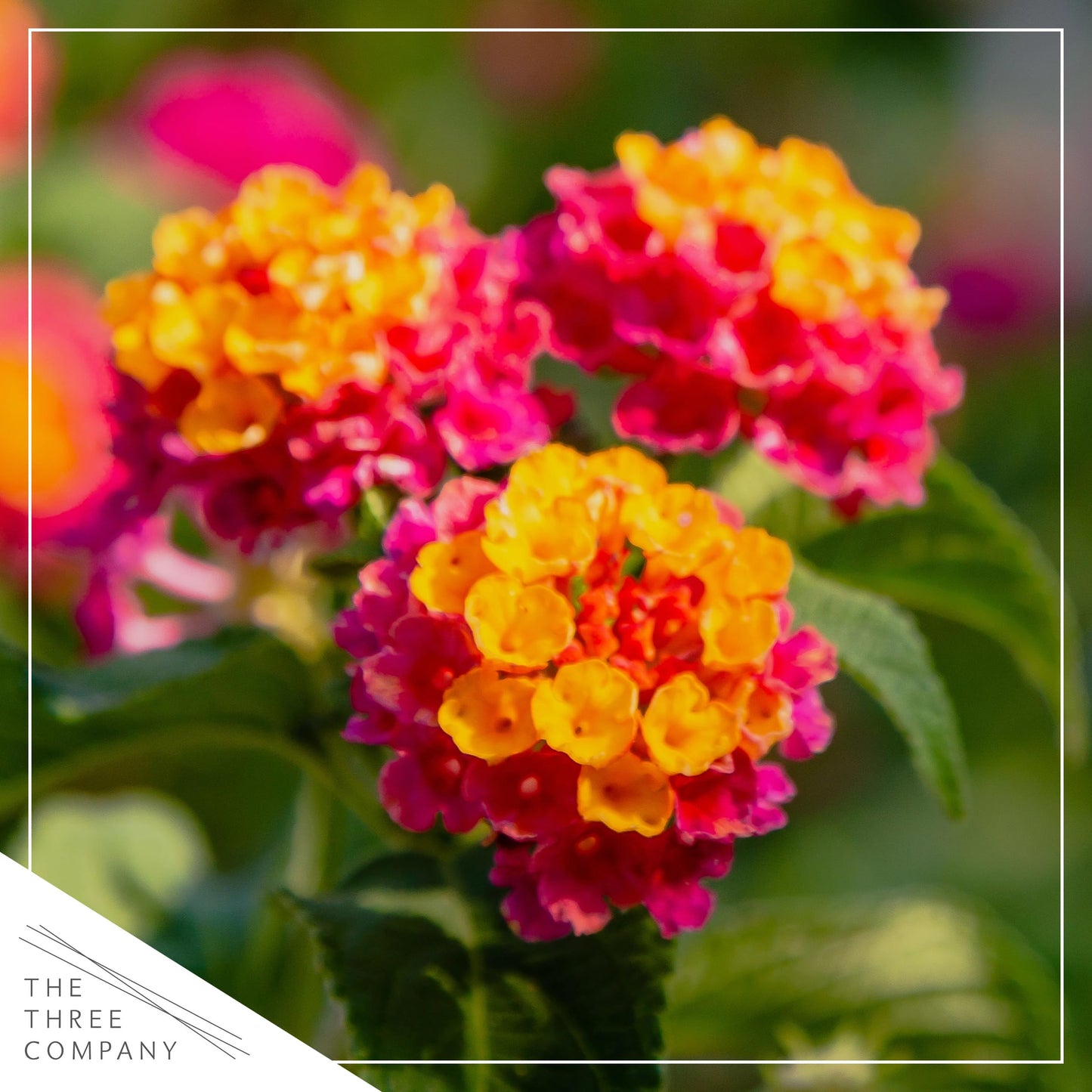 Live Flowering Lantana - Havana Sunset - Color Mix (2 Plants Per Pack) - Grower's Choice Multi Color Blooms, Healthy Blooming Pollinator, 8" Tall by 5" Wide in 1 Qt Pot