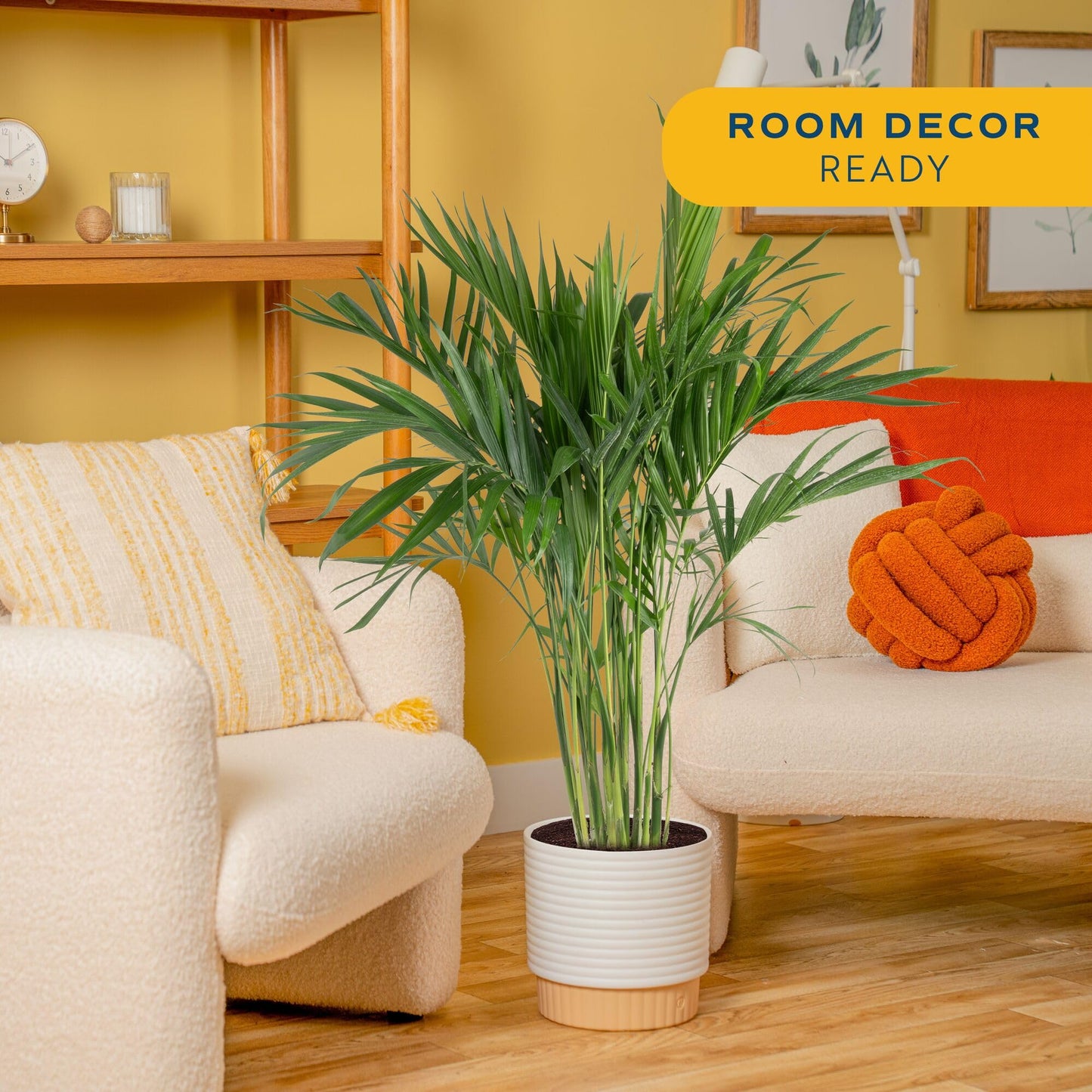 Costa Farms Cat Palm Live Plant in Decorative Pot, Large Indoor Houseplant, Perfect for Home, Room, or Office Decor, Great House Warming or Birthday Gift, 3-4 Feet Tall