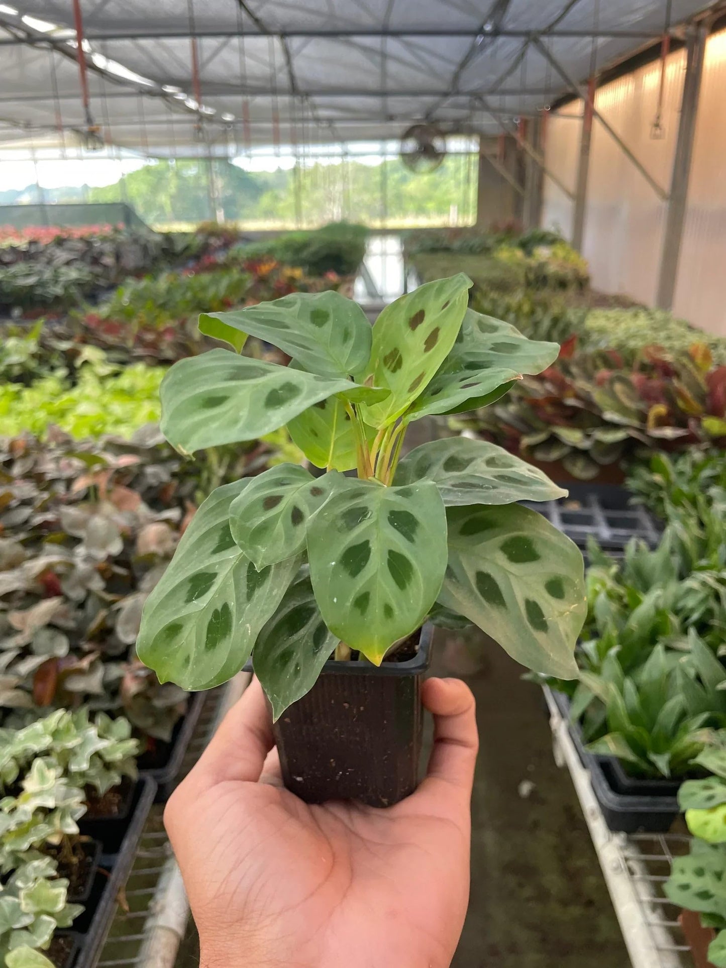 Maranta Leuconeura | Live Plant for Indoor & Outdoor | for Living Room, Office, Bathroom | (3" Pot)