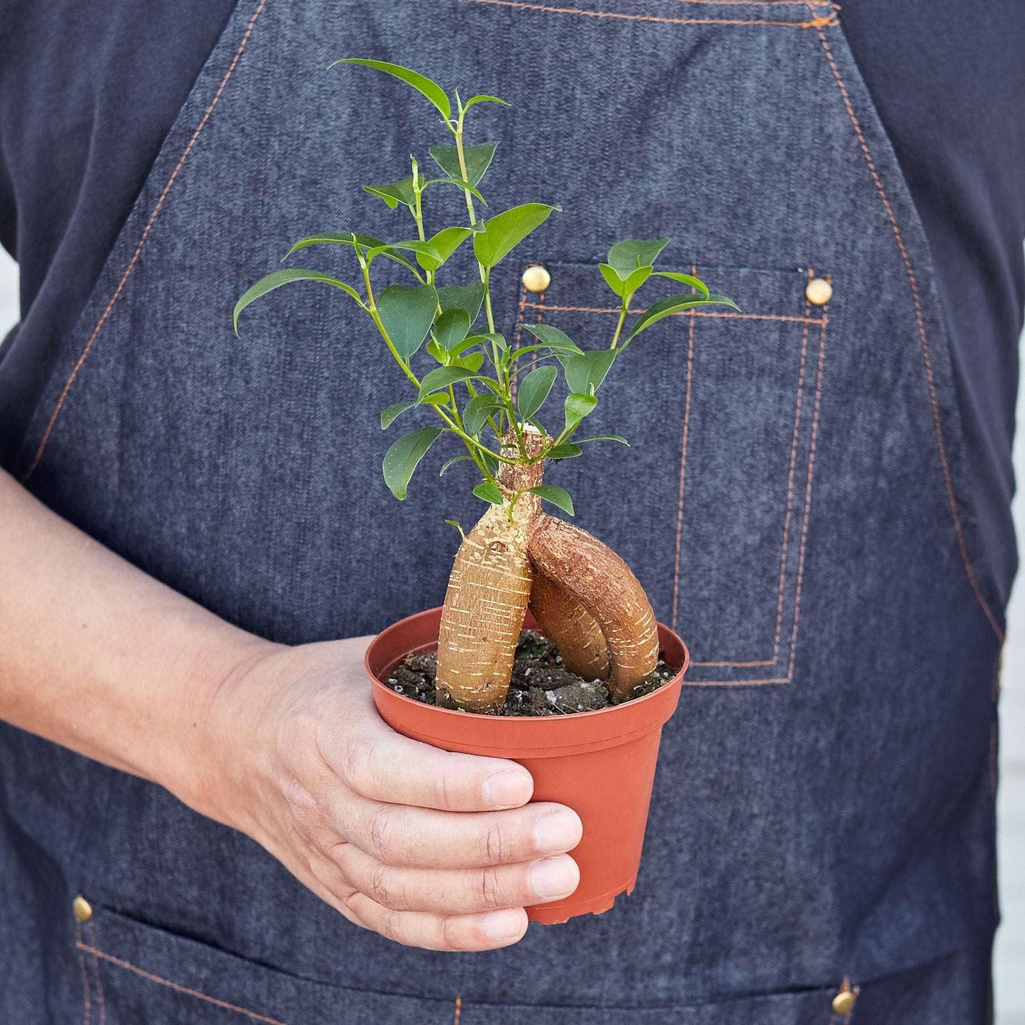 Ficus 'Ginseng' Live Plant for Indoor | Different Houseplants in 4'' & 6'' Pot | Real House Plant for Living Room, Office, Desk & Bathroom | Pot-Bellied Ficus