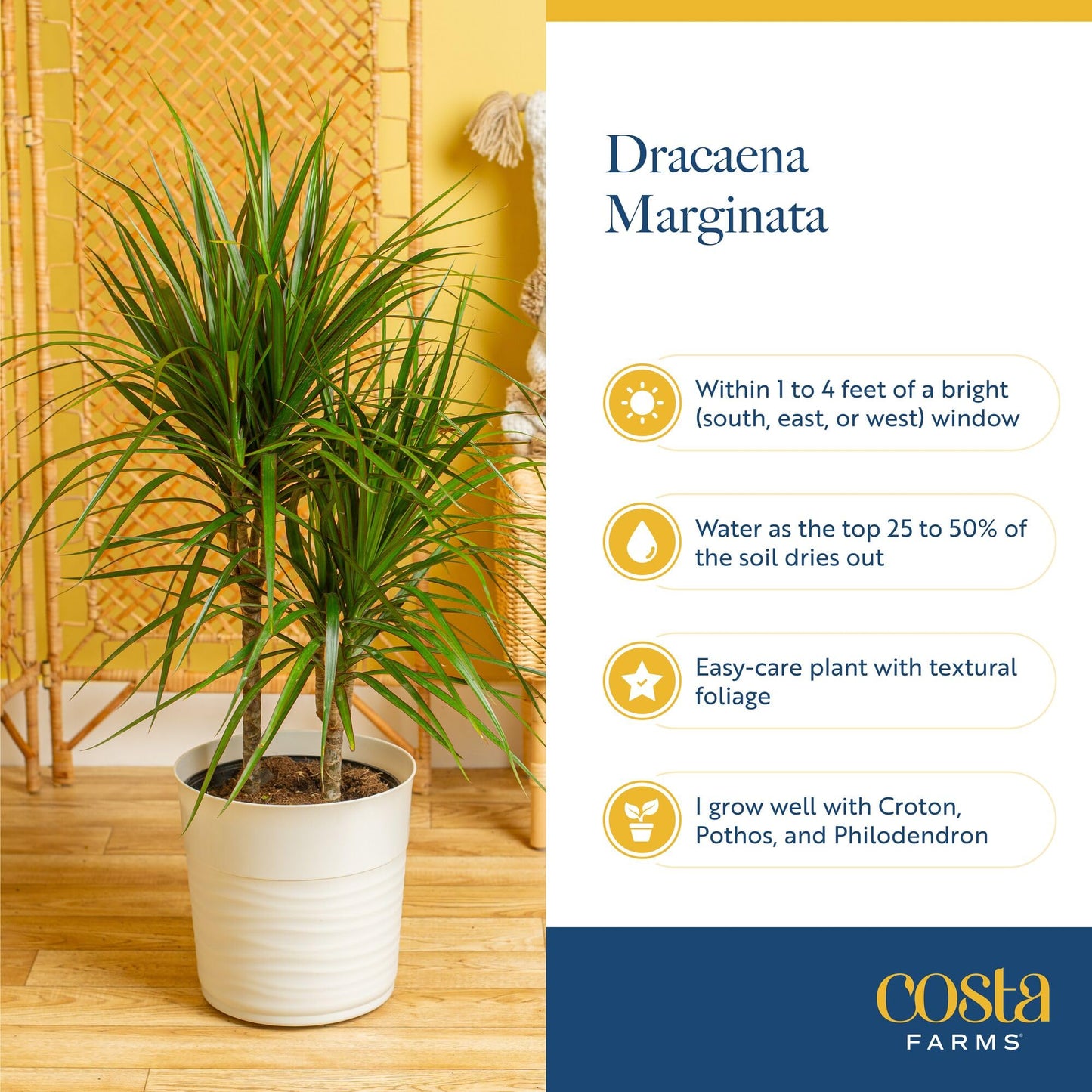 Costa Farms Dracaena Marginata Magenta Madagascar Dragon Tree, Live Indoor Plant, Easy to Grow Houseplant Potted in Decor Planter Pot, Living Room Home and Office Decor, 3-4 Feet Tall