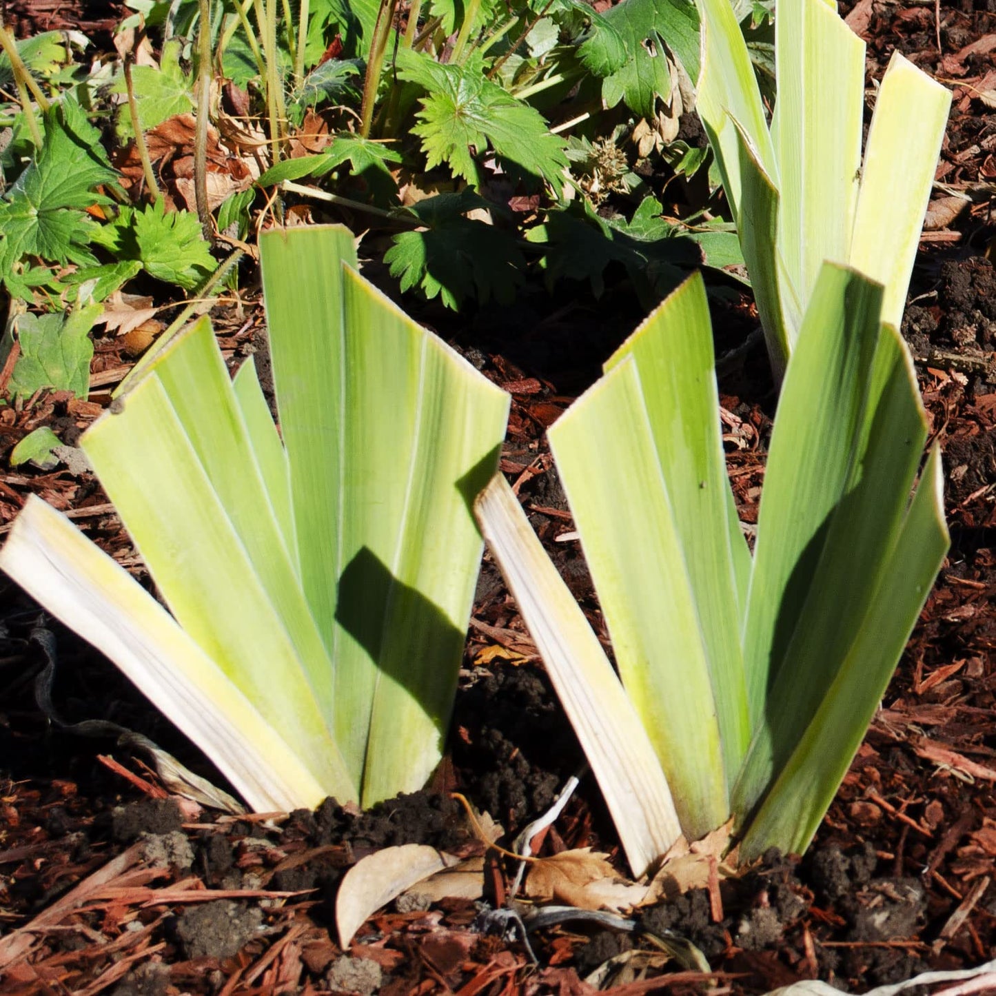 Superstition Bearded Iris Plant Potted, Dark Purple and Black Flowers, Hardy Perennial, Stargazer Perennials