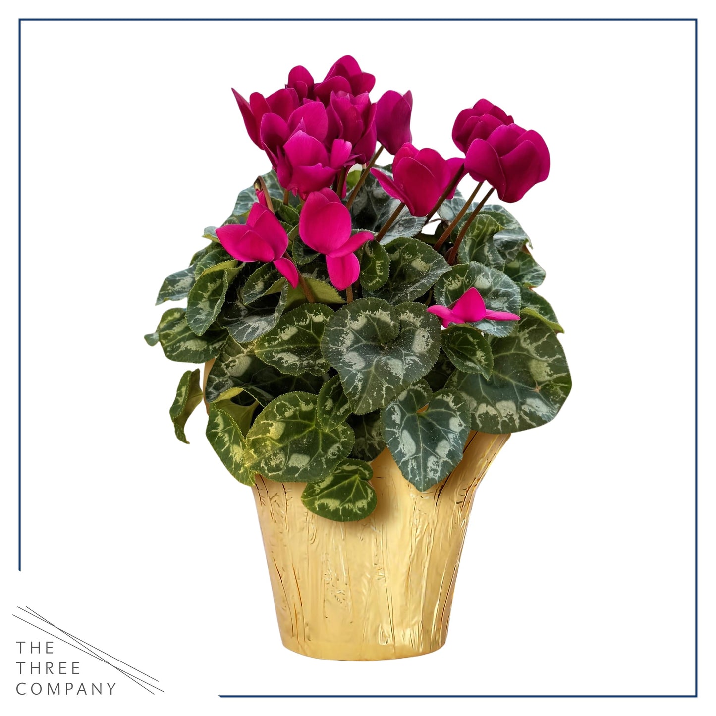 Live Flowering Cyclamen - Shades of Purple - Long Lasting Indoor Blooms - Beautiful Deco Cover - 12" Tall by 6" Wide in 1 Qt Pot