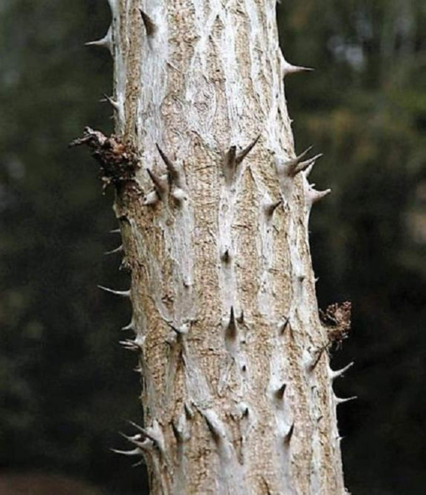 1 Branch/stem 32-34” Long of Aralia spinosa - Devil's Walkingstick.