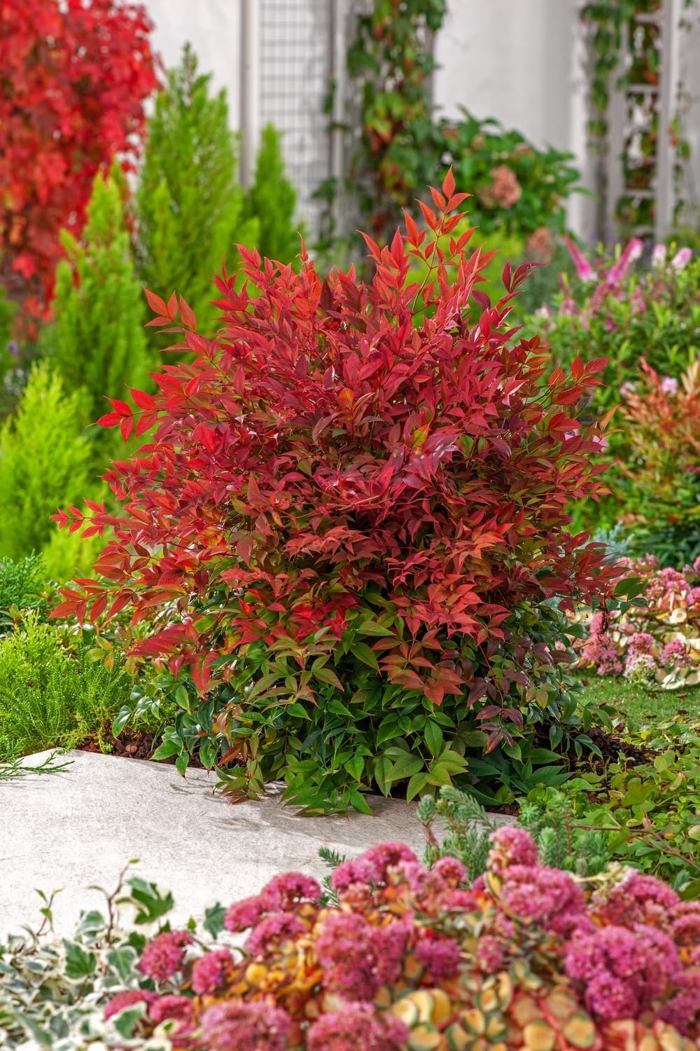 Nandina Domestica | 2 Extra Large Trade 3 Gallon Plants | Heavenly Bamboo | Vibrant Year-Round Color | Low Maintenance