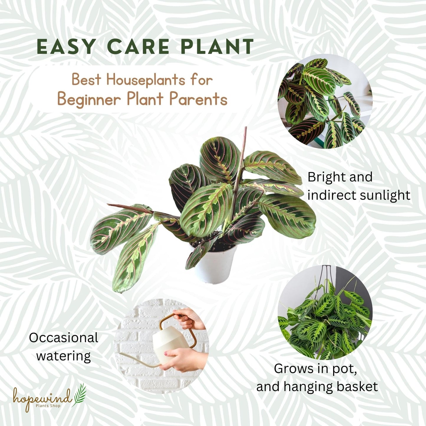 Hopewind Plants Shop, Red Prayer Plant, Red Maranta, Gorgeous Live Indoor Plant, Easy to Care and Rare Variety 4 inch Pot