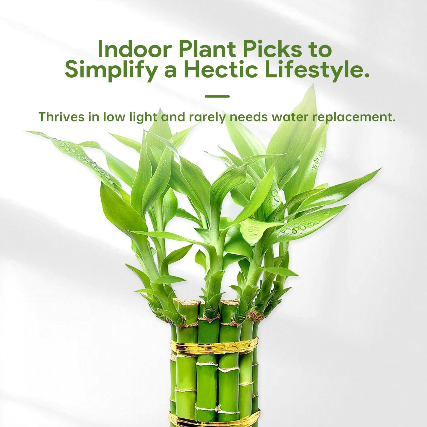 Lucky Bamboo Plants Live Indoor (10 Stalks, 8 Inch) - Fresh House Plants for Office Desk, Home Decor, for Positive Energy, Prosperity & Easy Care