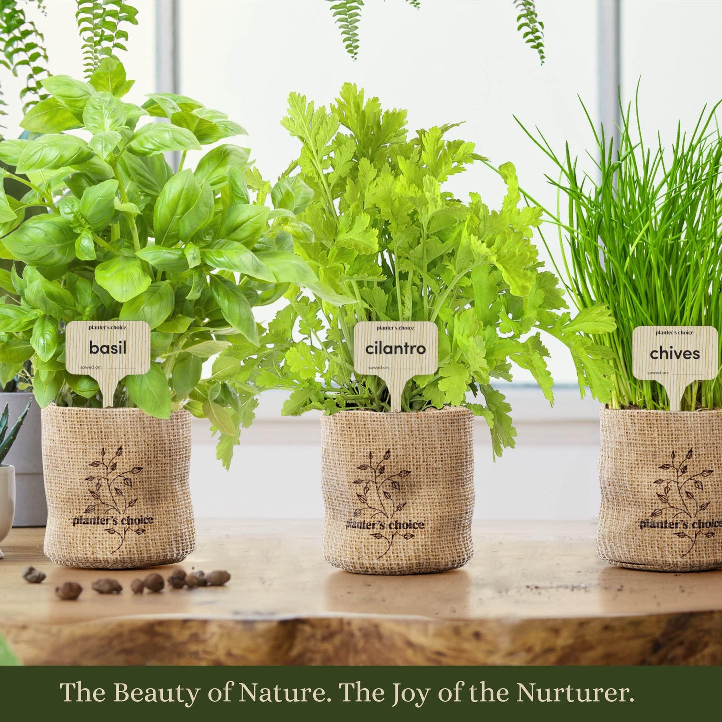 Planters' Choice Indoor Herb Garden Starter Kit - Coolest Gifts for Women - Birthday for Her - House Warming Gift New Home for Plant Lovers - Womens, Wife, Mom Presents - Gardening Herbs