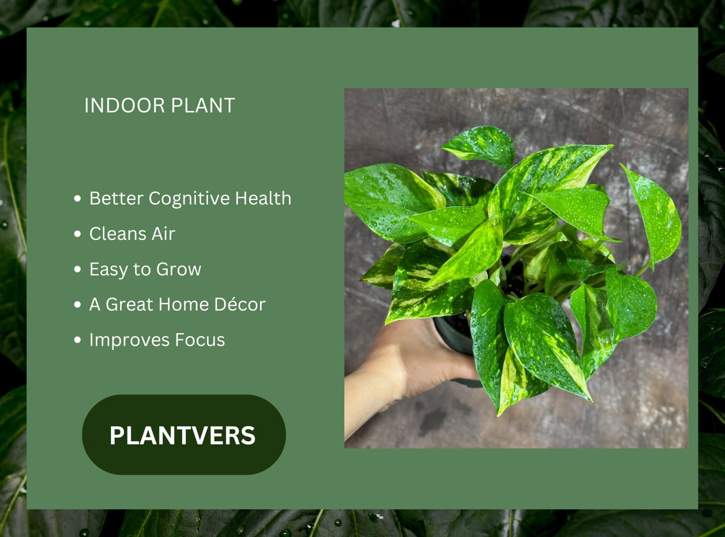 PLANTVERS Golden Pothos in a 4" Nursery Pot – Epipremnum Aureum – Live Vining Plant – Low Maintenance Indoor Plant – Air Purifying Houseplant – Easy Indoor Climbing Vine