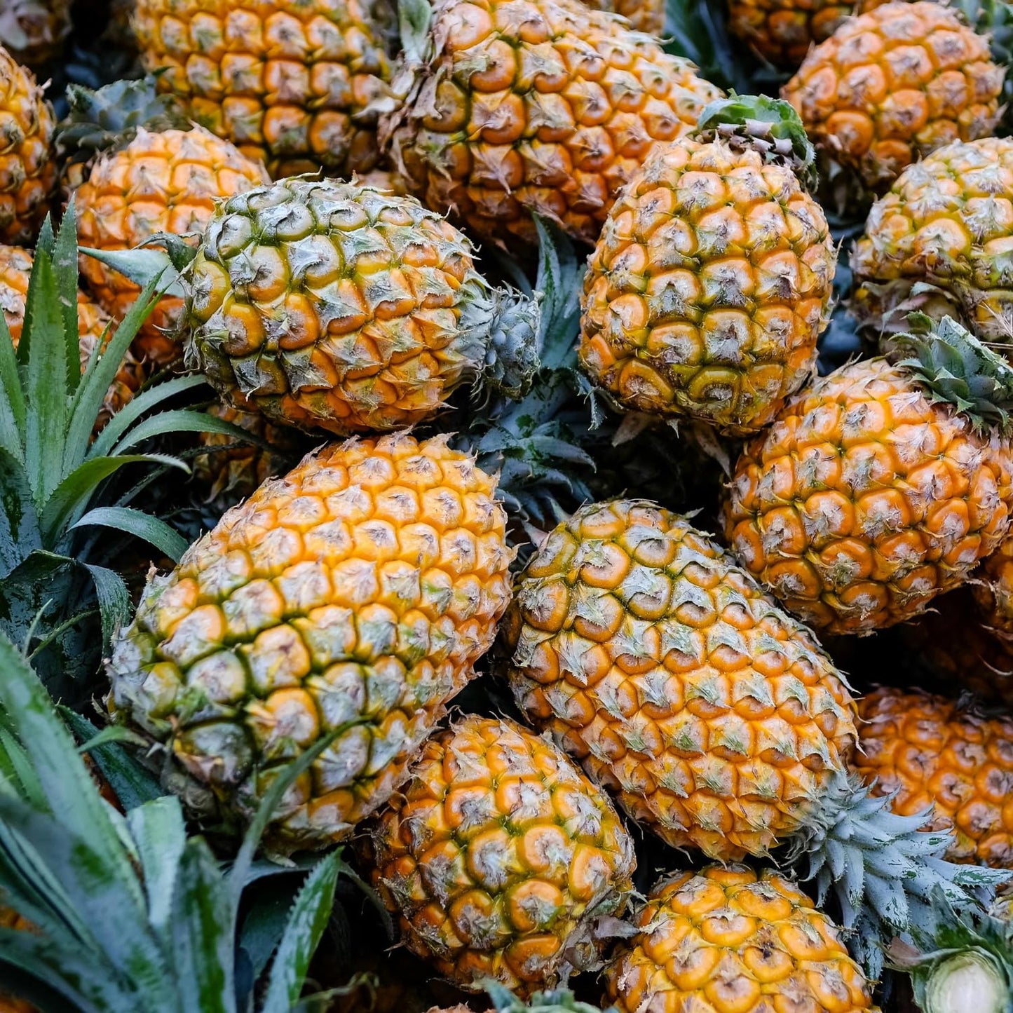 Pineapple Plant Live, Sweet Gold Pinapple Tree Live Plant, 4-6'' Tall for Outdoor Growing