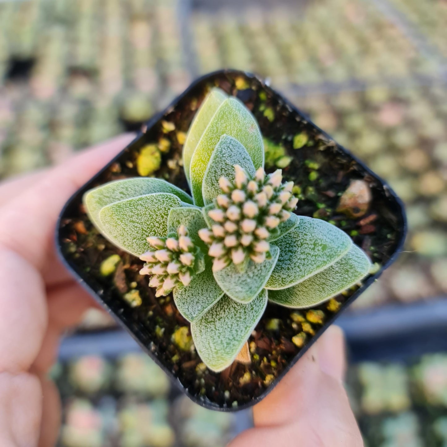 USKC Live Cactus and Succulent Plants (2" Pot Crassula Morgan's Beauty)