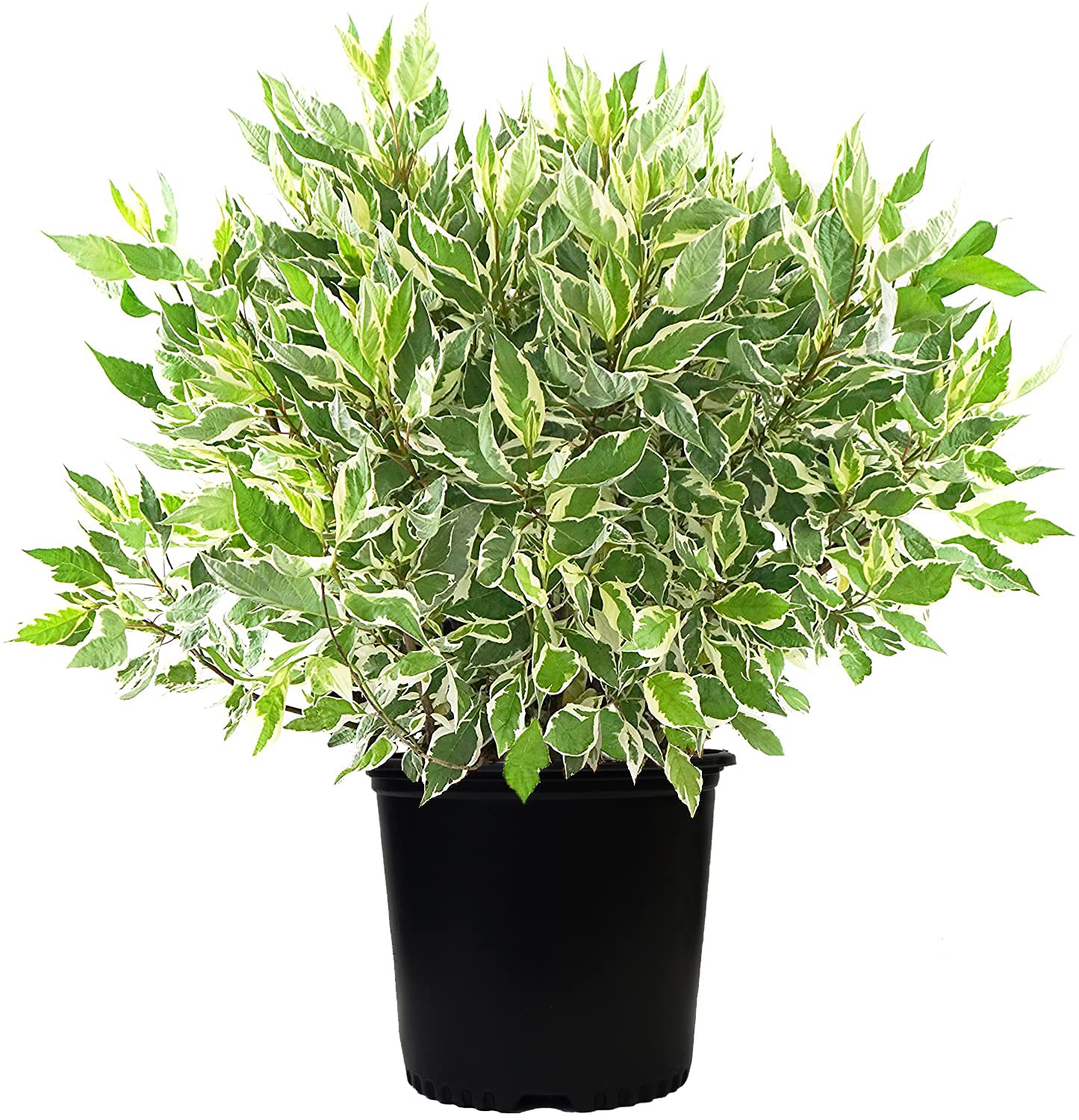 Cornus alba 'Ivory Halo' (Varigated Dogwood) Shrub, White Flowers with Varigated Foliage, #2 - Size Container