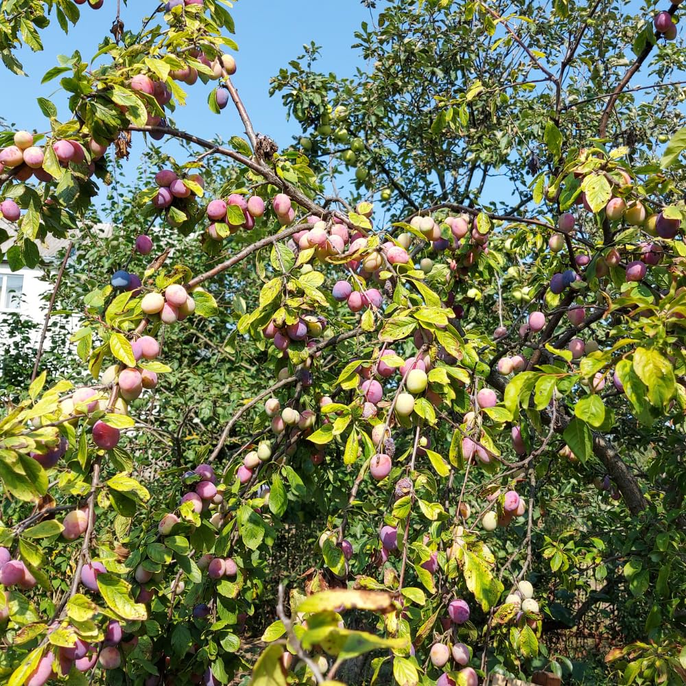 Santa Rosa Plum Trees Live Plants, Live Plum Tree in 3 Gal Pot, Large Plant from 3 Feet Tall, Sweet and Juice Fruit for Outdoor Gardening, No Ship to CA