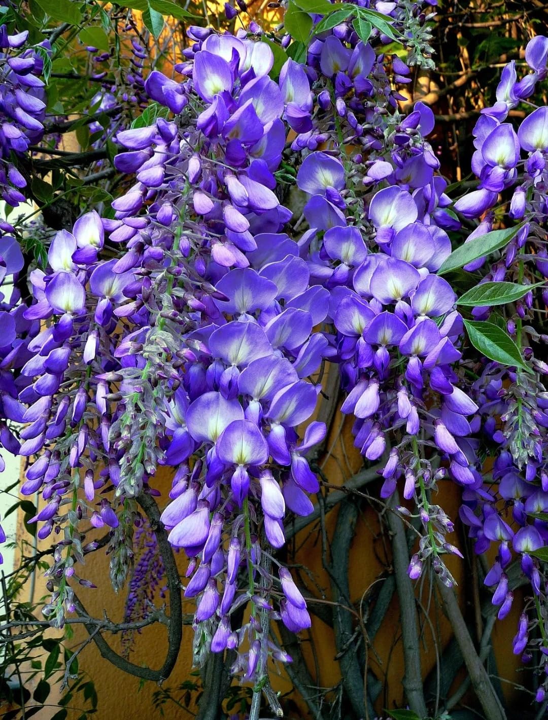 25 Wisteria Seeds Purple Flowers Blue Moon Wisteria Chinese Blue Wisteria sinensis Tree Fast Climber Flower Vine Hardy Plant