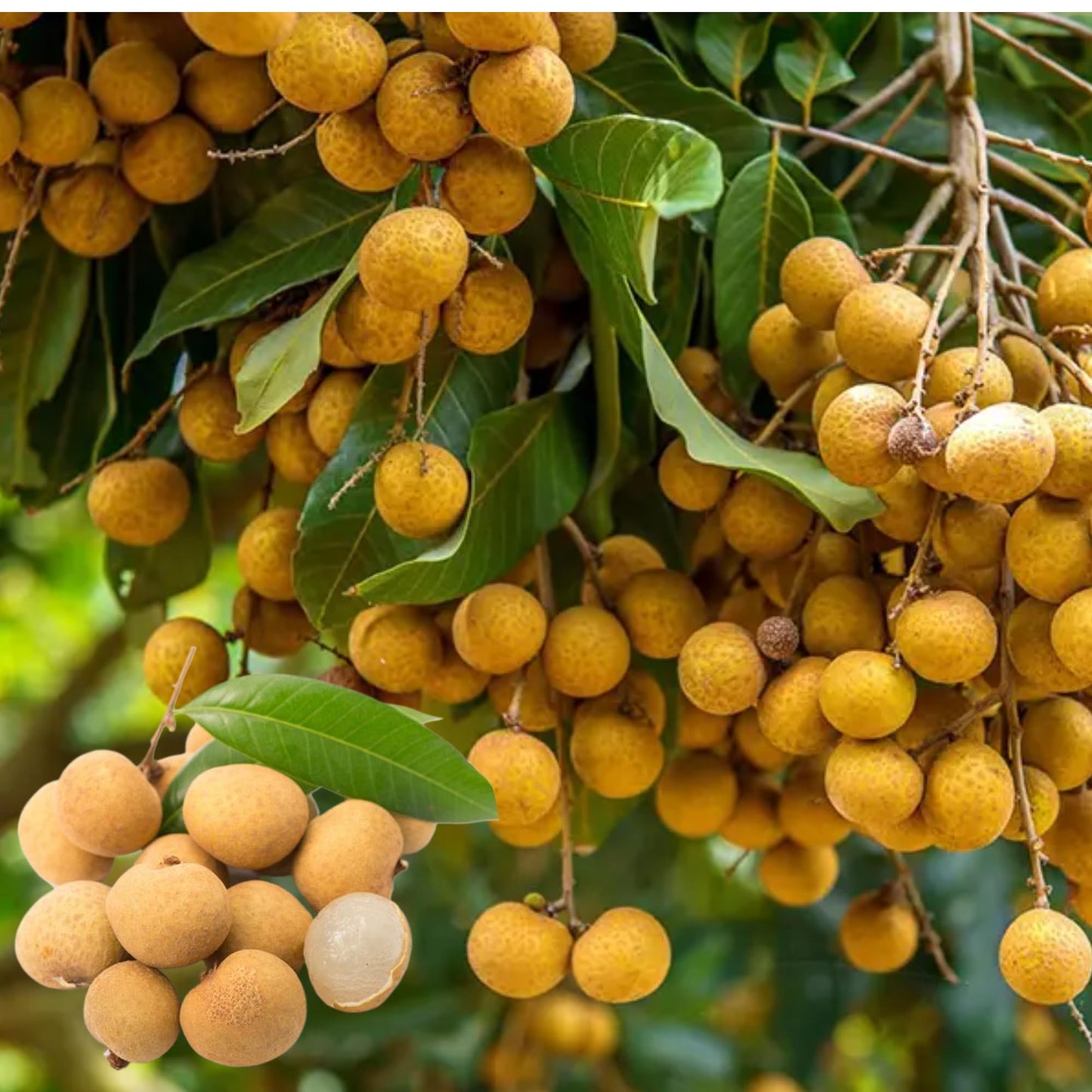 Kohala Longan Tree Live for Planting, Sweet Longan Fruit Plant for Outdoor Garden 2 to 3 Feet Tall 3 Gal Pot - No Ship CA