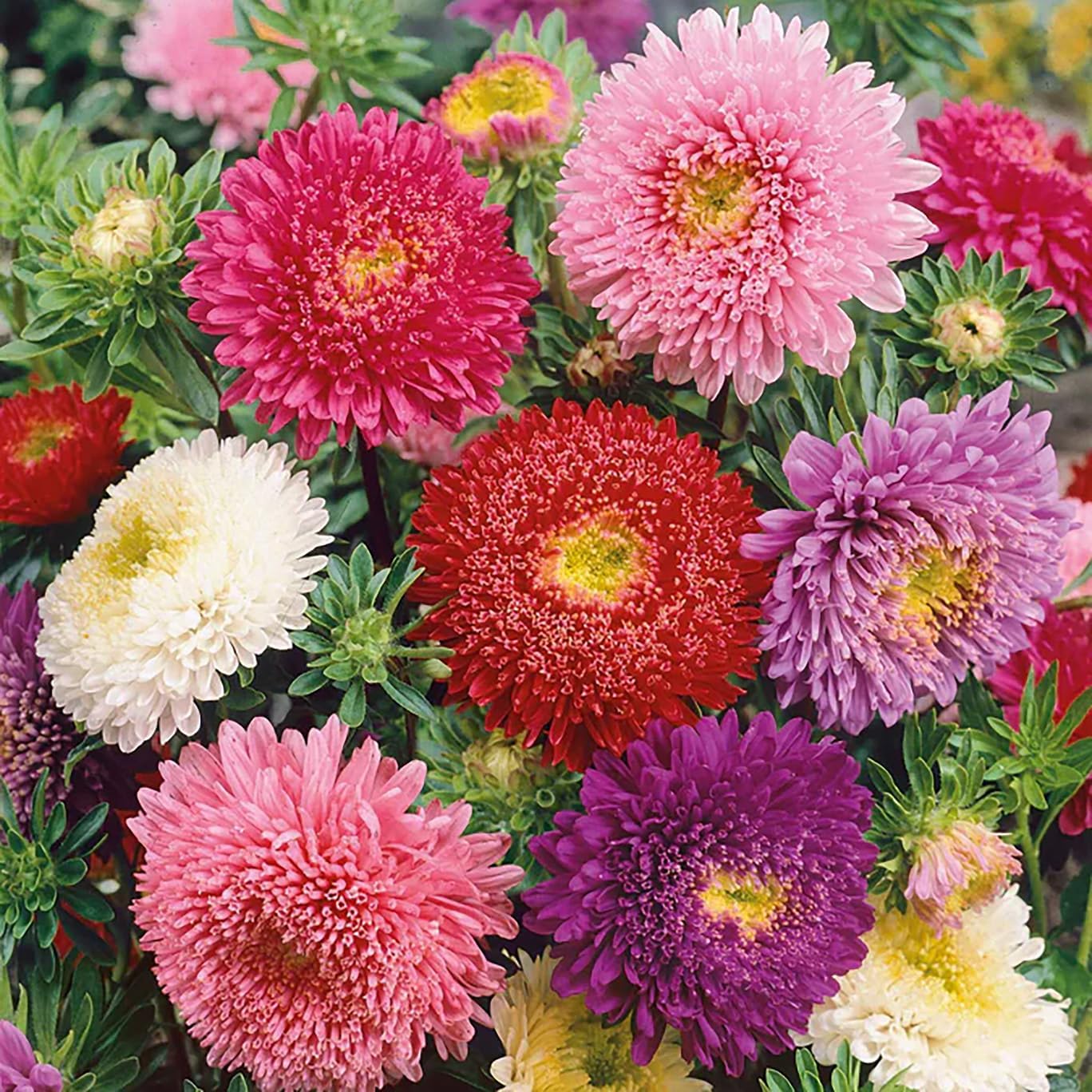 Powderpuff China Aster Mix Seeds - 1000 Seeds