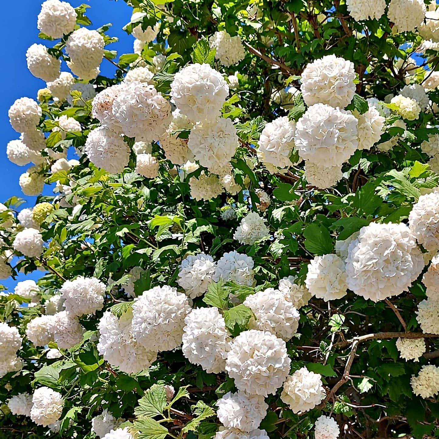 2 Old Fashion Viburnum Plants Live for Planting, Snowball Viburnum Live Plants 6 to 10 Inches Height, 4" Pots, Viburnum Shrubs