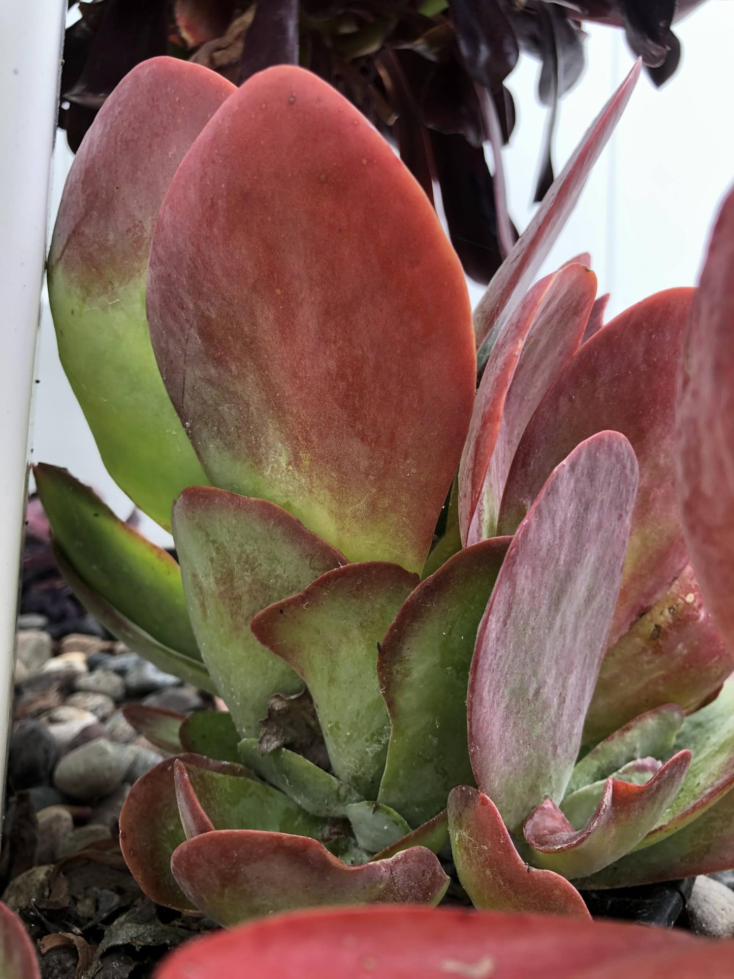 Blissful Kalanchoe Flapjack Succulent Live Plant 4–6" with 3 Leaves – Paddle Plant, Easy Care, Drought Tolerant, Indoor Outdoor Houseplant, Red Edged Leaves, Home Office Decor, Unique Gift