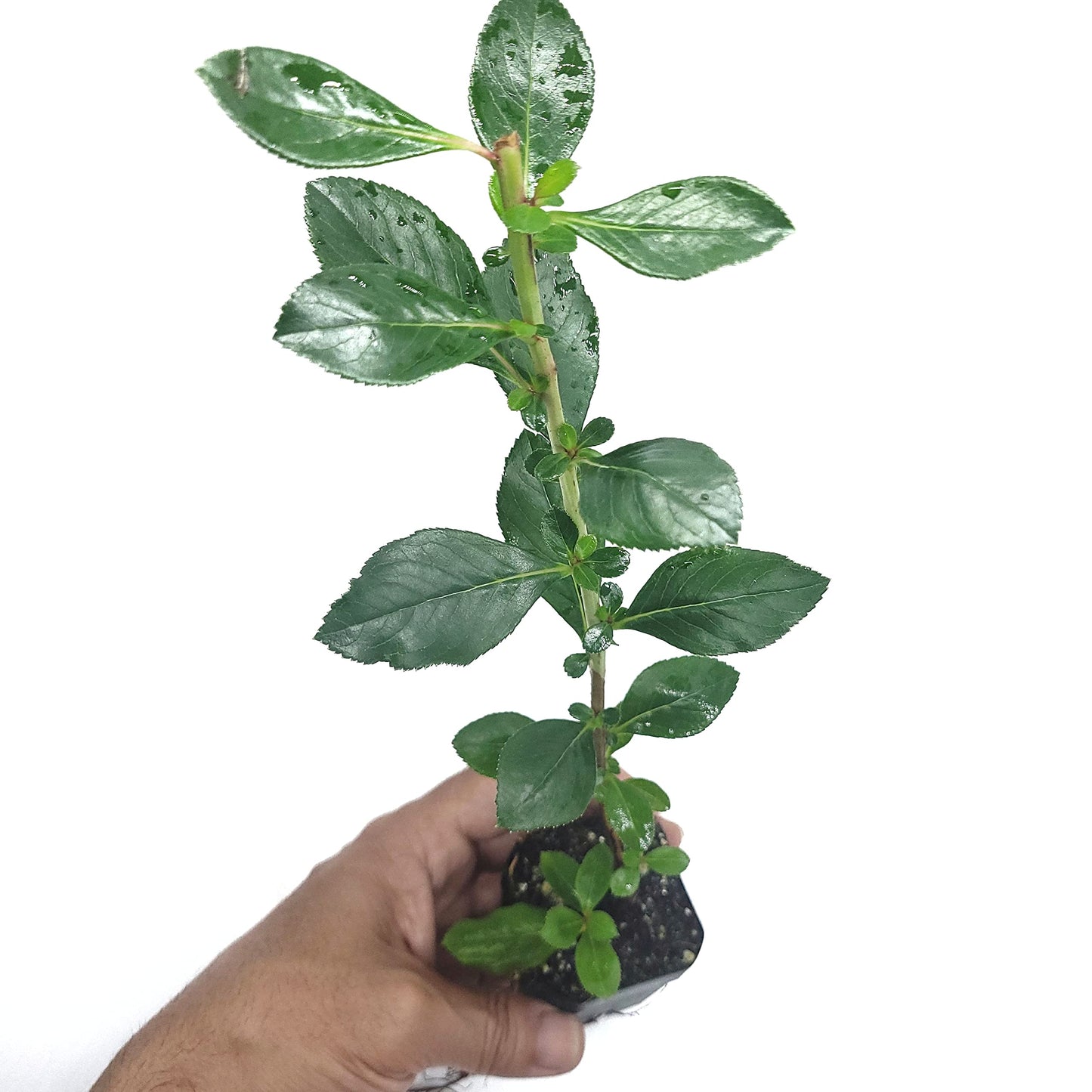 Pink Escallonia Fradesii | Live Plant One Stem 2" Pot Starter Plant | California Grown