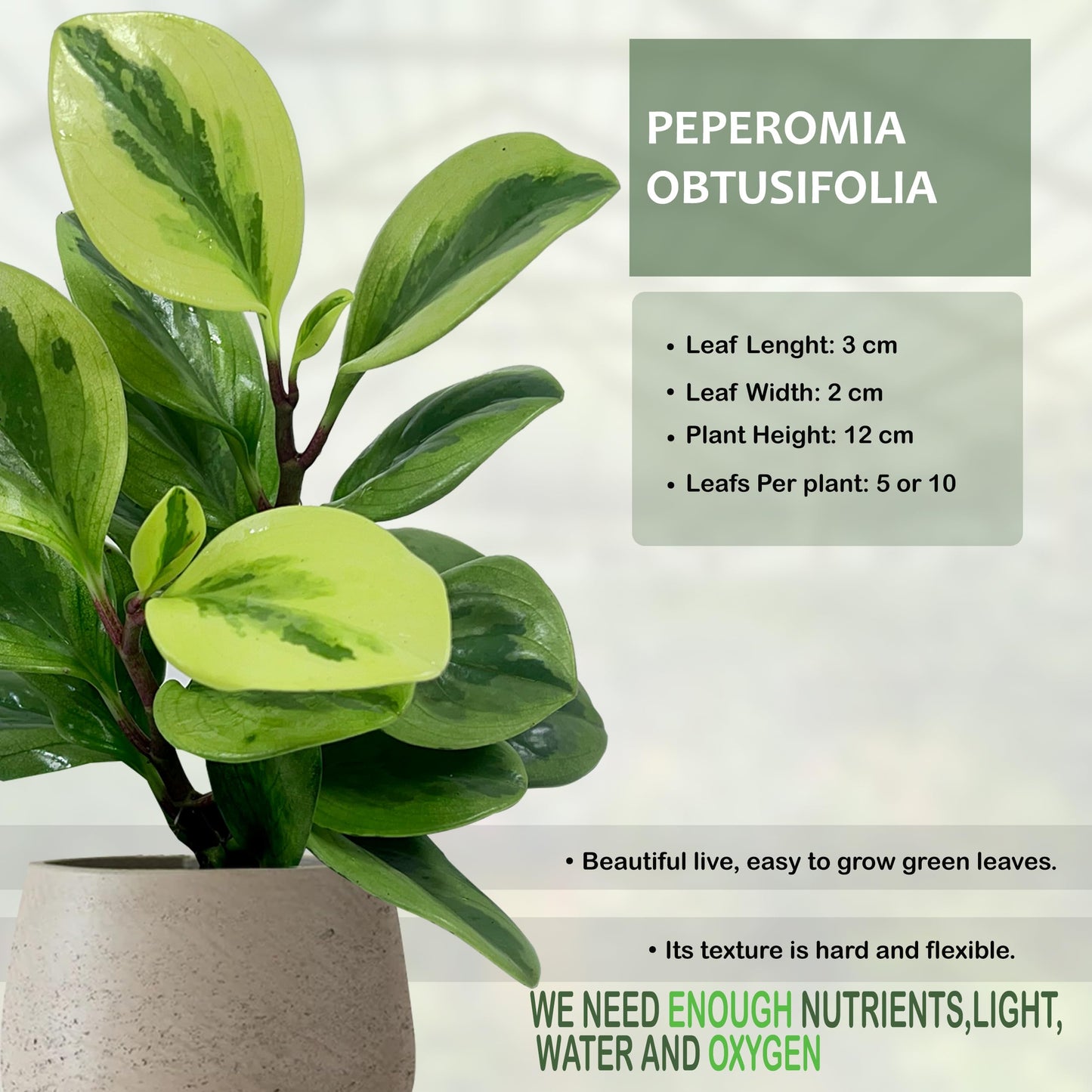 LEAL PLANTS ECUADOR Peperomia Obtusifolia (Pack of 2) Live Indoor Plant, Low Maintenance Compact Houseplant, Natural Air Purifier, Perfect for Home Decor, Unique Gift for Plant Lovers