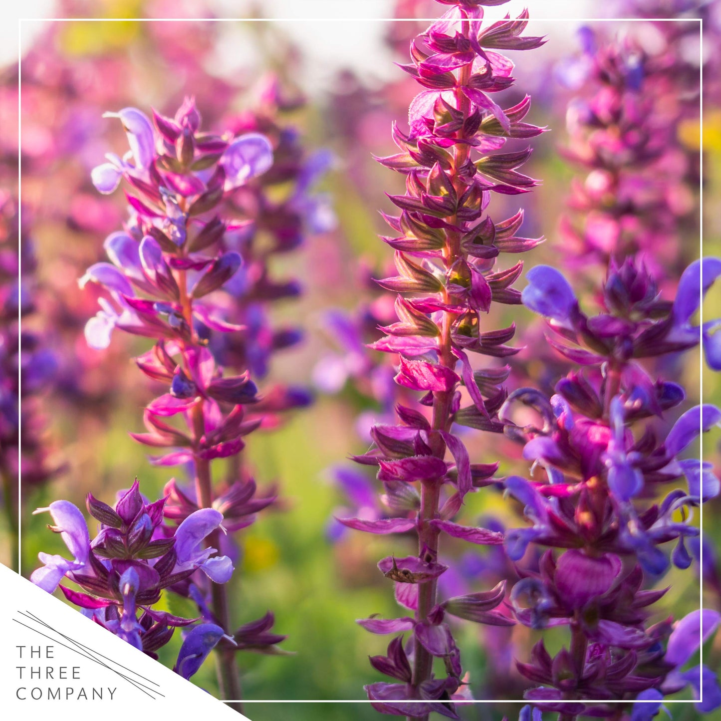 Live Salvia - Pink - Beautiful Upright Perennial - Healthy Spring Plant - 12" Tall by 6" Wide in 2.5 Qt Pot