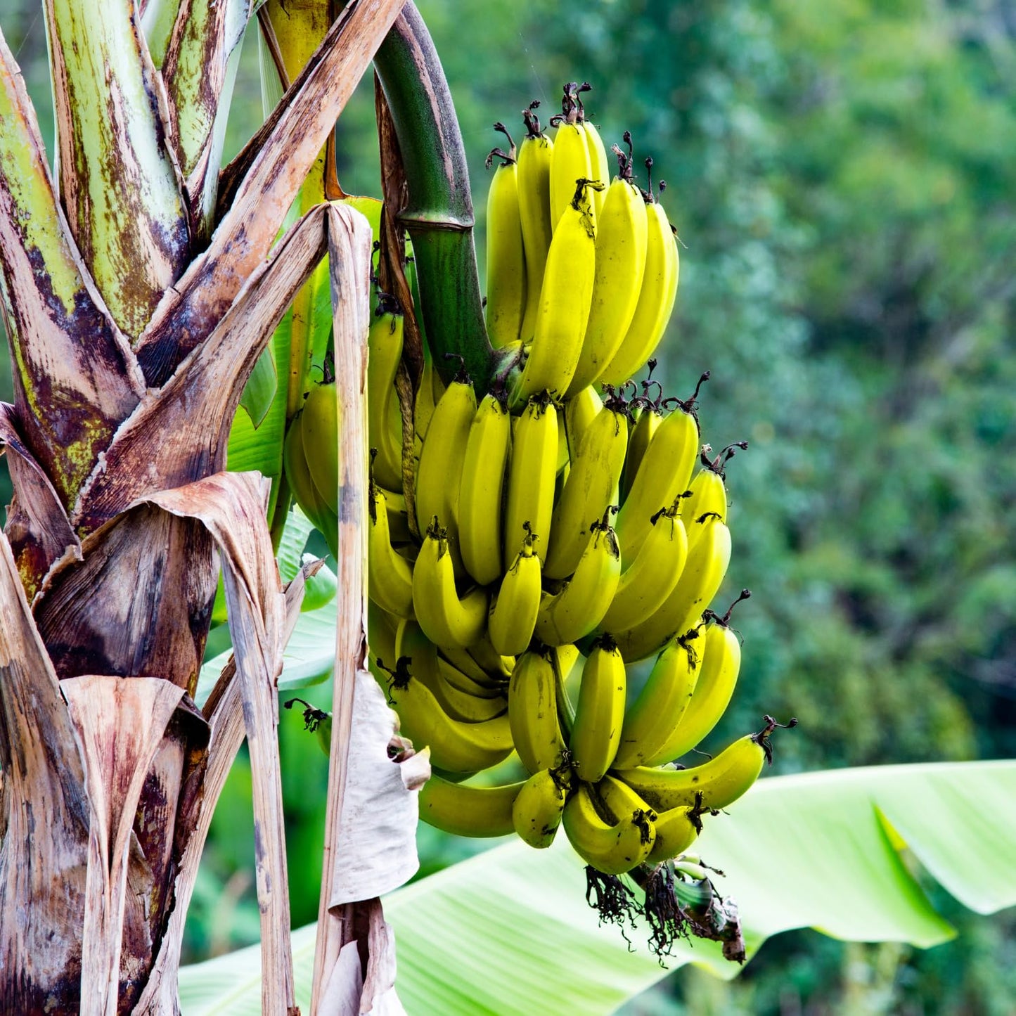 Dwarf Cavendish Banana Tree Live Plant, Cold Hardy Banana Plant Live, Tropical Banana Fruit Seedling, Well Rooted 4-8 Inch Tall