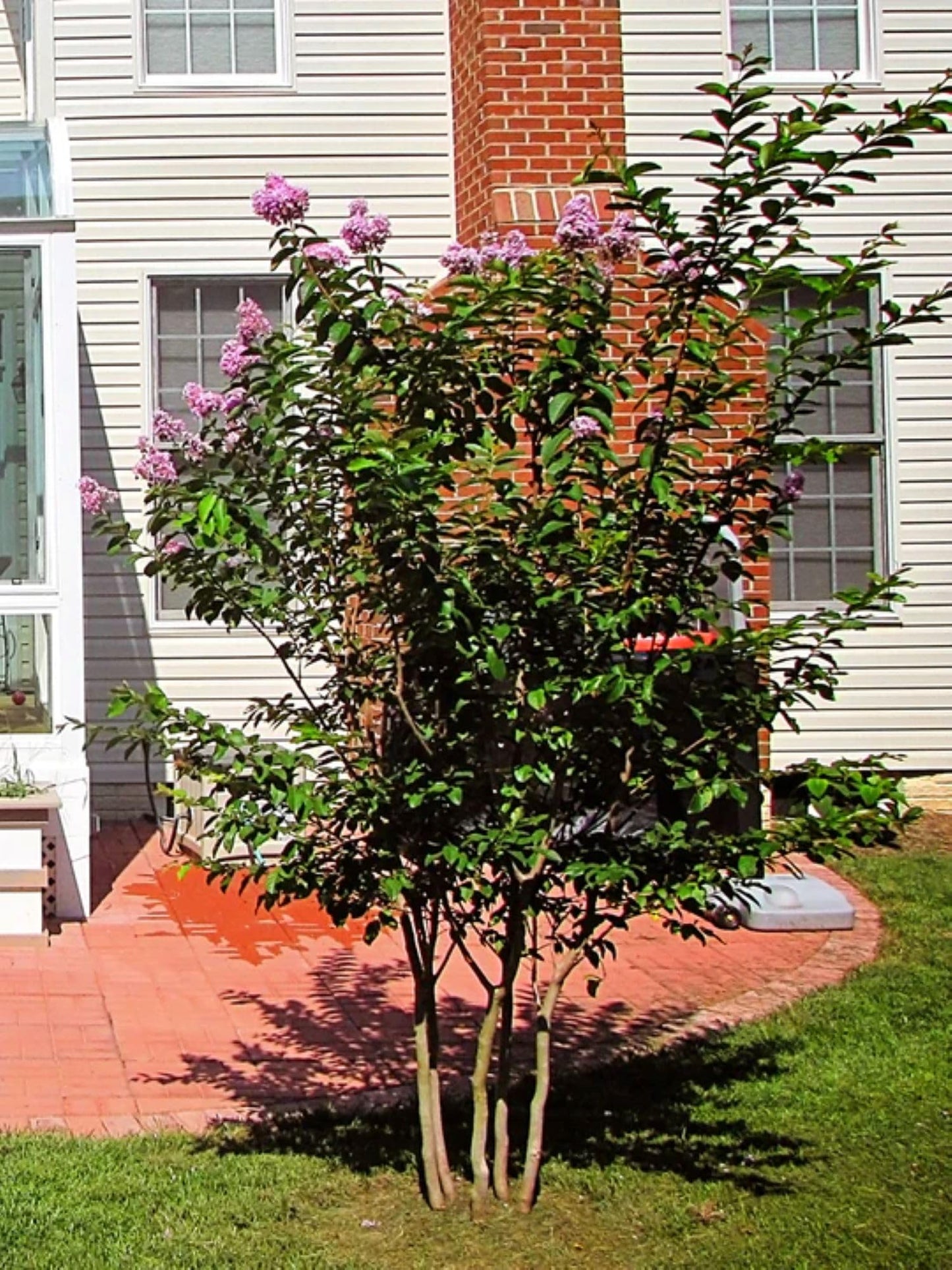 American Plant Exchange Muskogee Crape Myrtle, Live 1-Gallon Pot, Light Lavender Flowers, Red-Orange Fall Foliage, Hardy, Mildew Resistant, 100 Days of Blooming, Indoor/Outdoor Landscape/Houseplant
