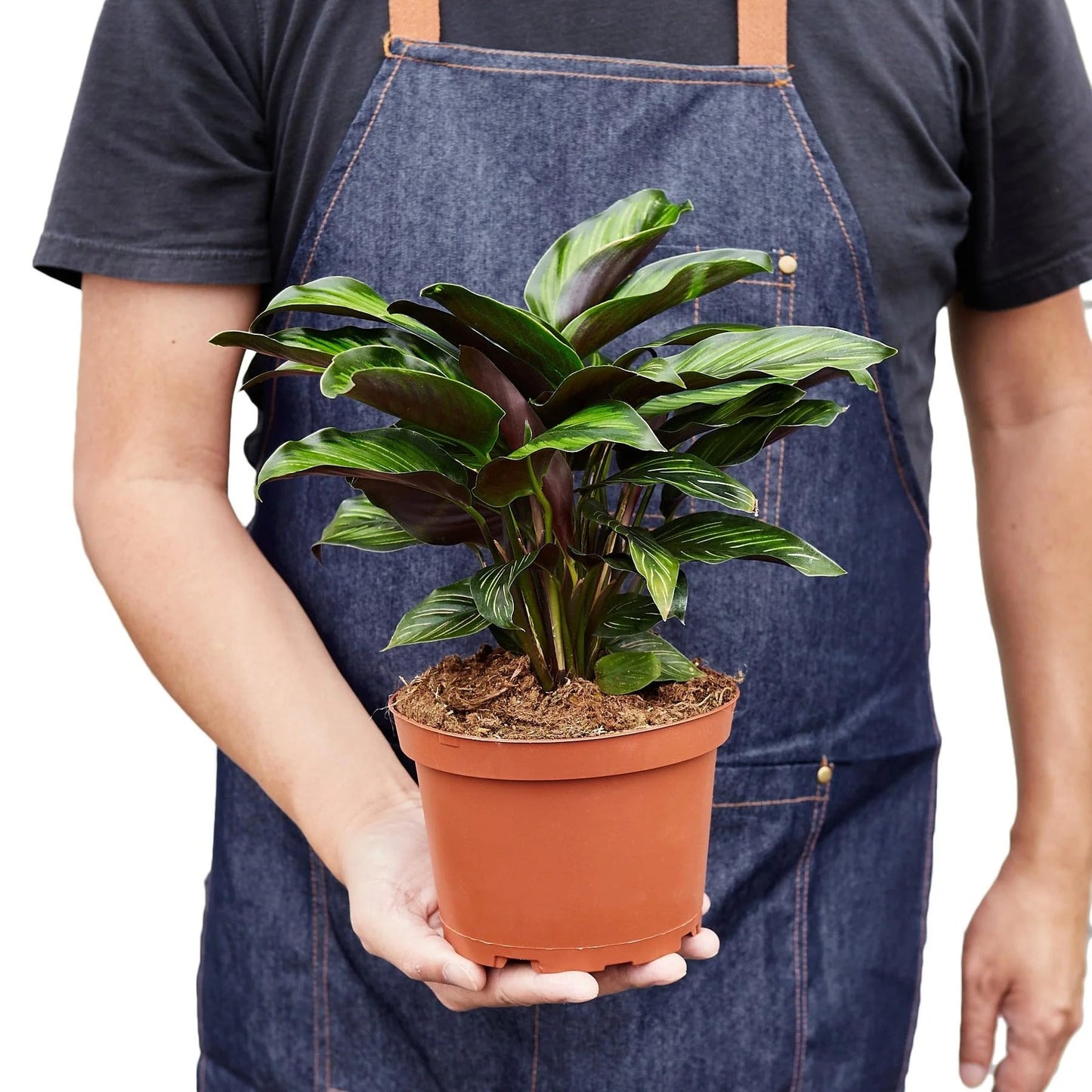 Calathea 'Beauty Star' | Live Plant for Indoor & Outdoor | for Living Room, Office, Bathroom | (6" Pot)