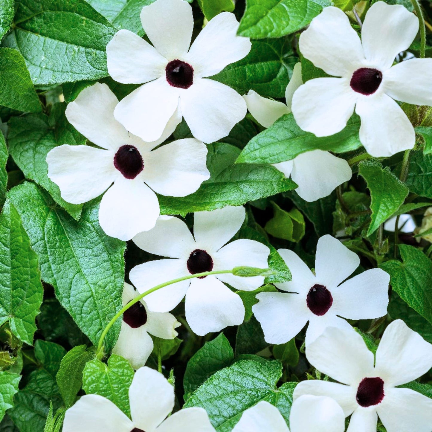 Park Seed White Black-Eyed Susan Vine Thunbergia – Elegant Black and White Blooms on a 5–8 Ft. Twining Vine, Long-Blooming Annual for Trellises, Mailboxes, and Containers – Pack of 25