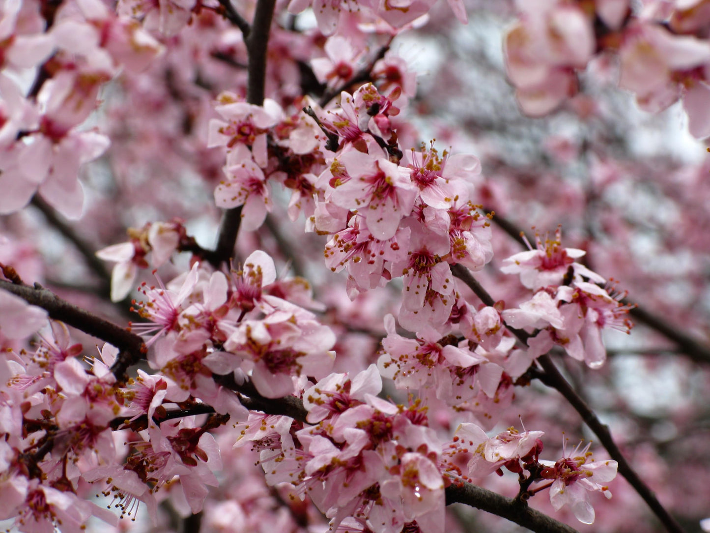 Red June Plum Trees - Self Pollinating Live Fruit Plant Shipped 2 to 3 Feet Tall by DAS Farms