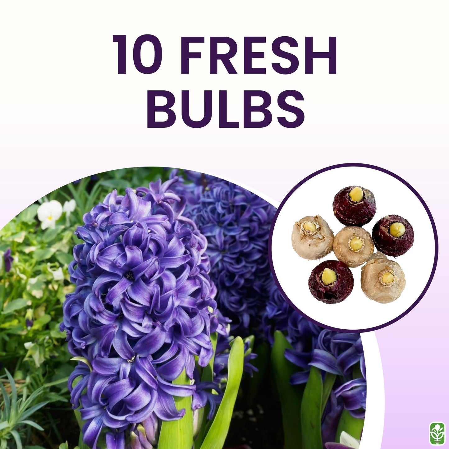 10 Royal Purple Hyacinth Bulbs - Peter Stuyvesant, 16-17 cm, Zones 4-10 (Pre-Chilling Required for Zones 8-10), Stunning Spring Blooms