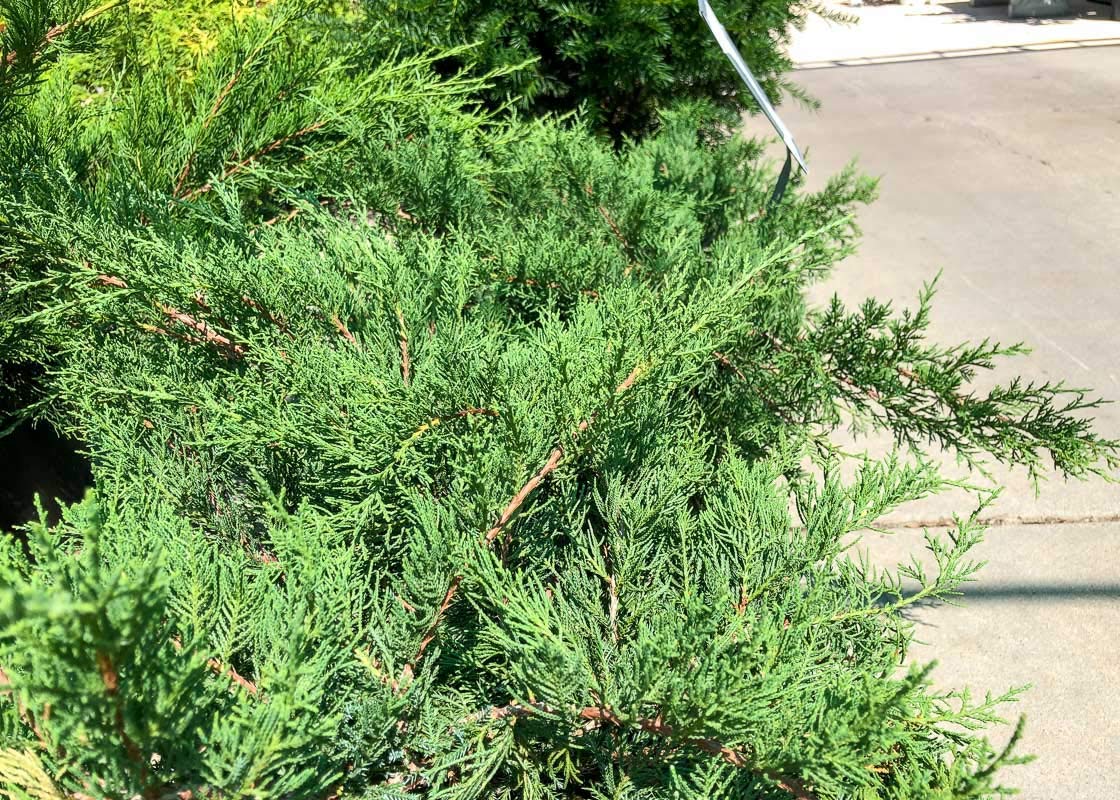 Kallay Juniper - 3 Live Plants - Juniperus Chinensis - Drought Tolerant Cold Hardy Evergreen Ground Cover