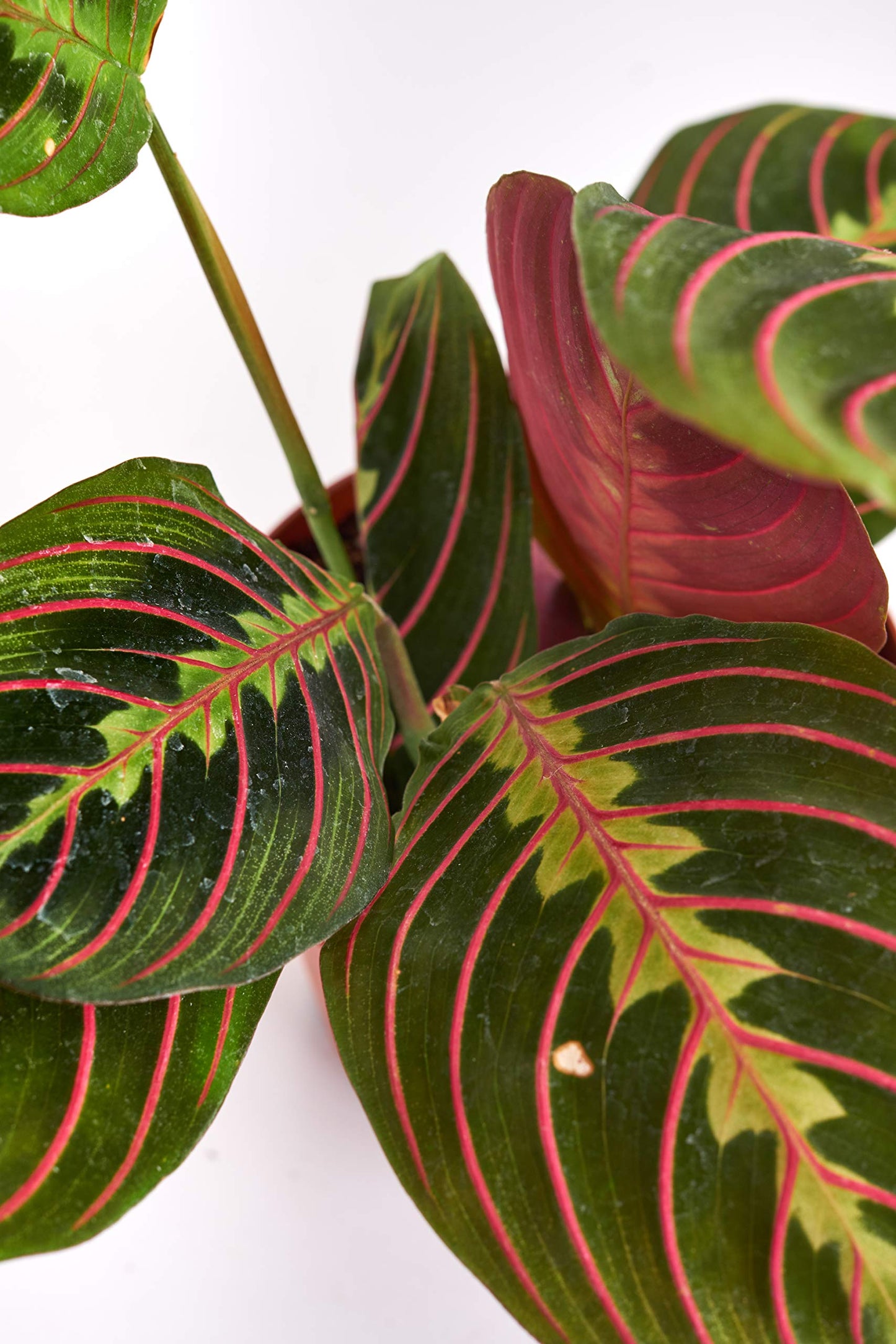Hirt's Red Prayer Plant - Maranta - Easy to Grow House Plant - 4" Pot