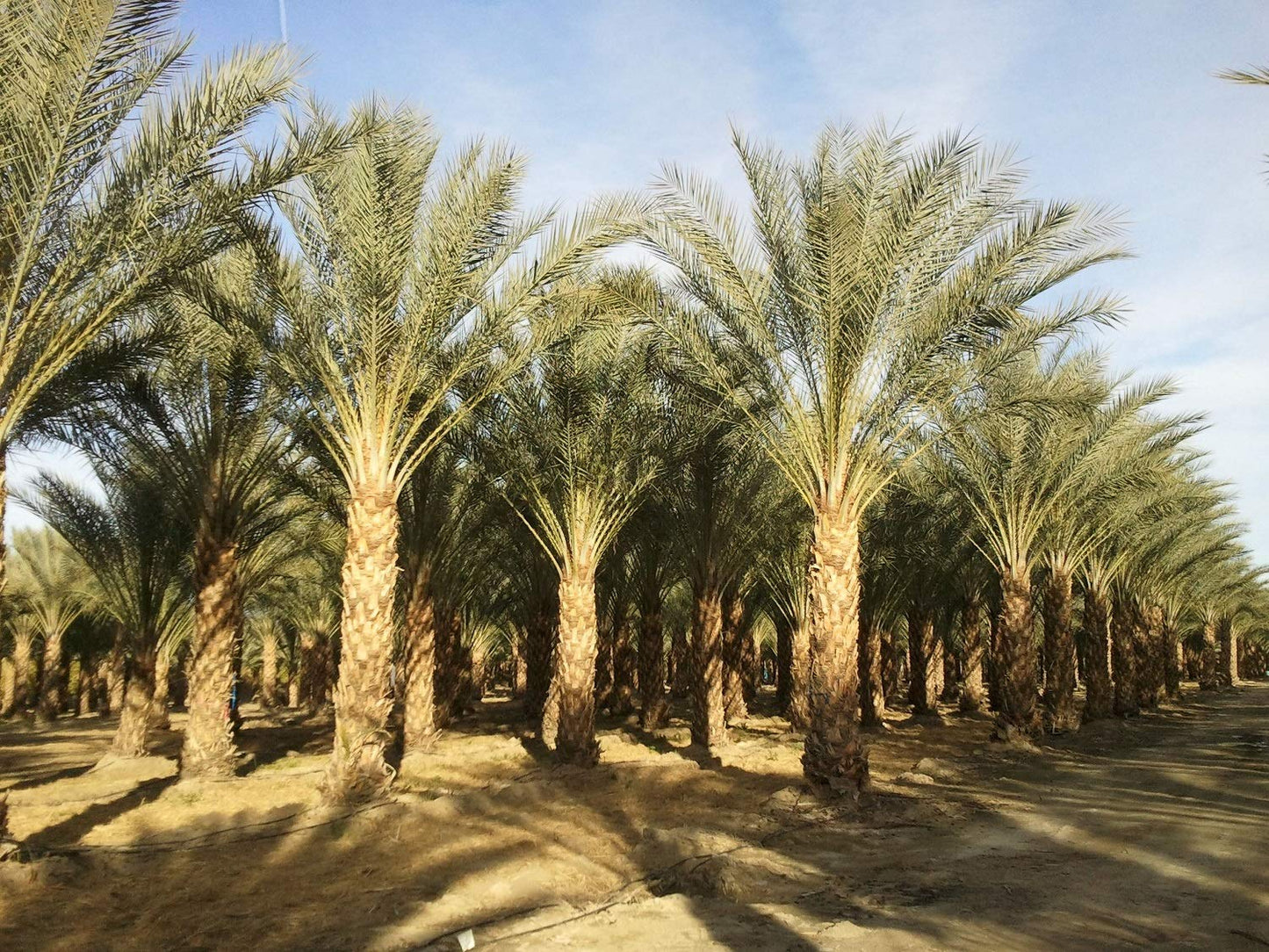 10 Medjool Date Palm Seeds, Pits, Phoenix dactylifera Large Fruit Mejhool Dates
