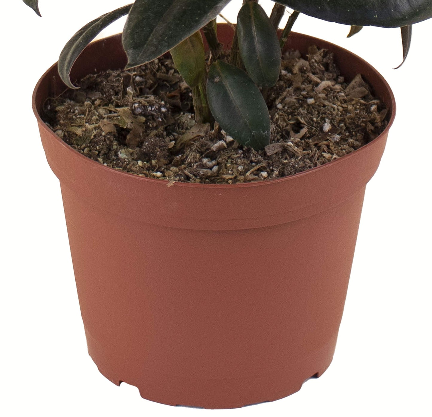 Shop Succulents | Standing Collection | Hand Selected, Air Purifying Live Burgundy Rubber Ficus Elastica Tree Indoor House Plant