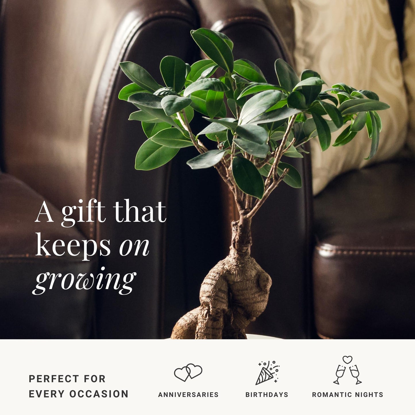 BloomsyBox - Ginseng Grafted Ficus: Natural Plant | Aesthetic Appeal, Air Purifying Plant, Long-Lasting, Low Maintenance Care, Desk Decoration - Flower Delivery, Birthday Flowers, Anniversary Flowers