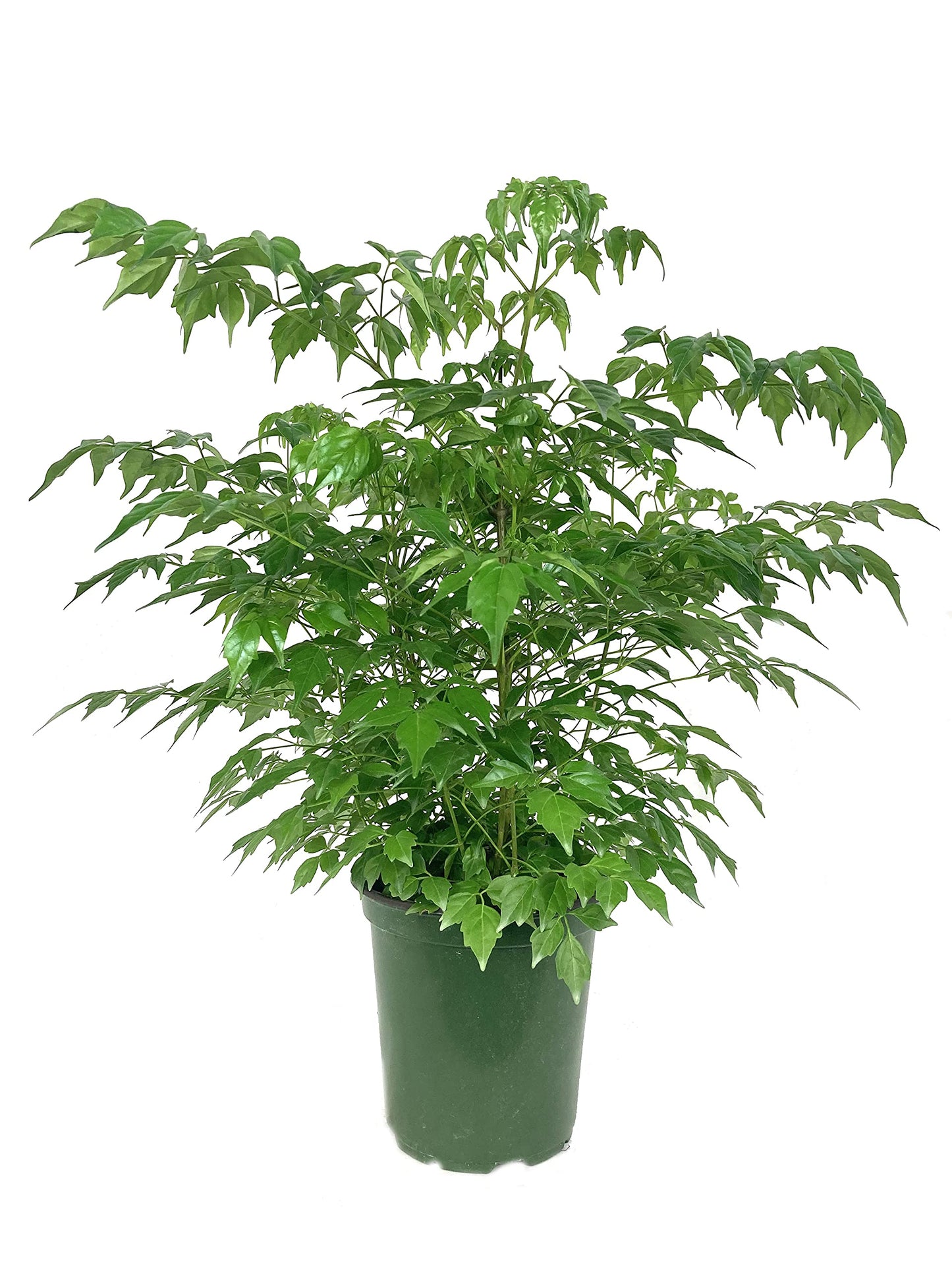 China Doll Plant - Live Plant in a 6 Inch Pot -Radermachera Sinica - Beautiful Easy Care Indoor Houseplant